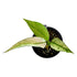 Peace Lily Domino Variegated in 6" pot