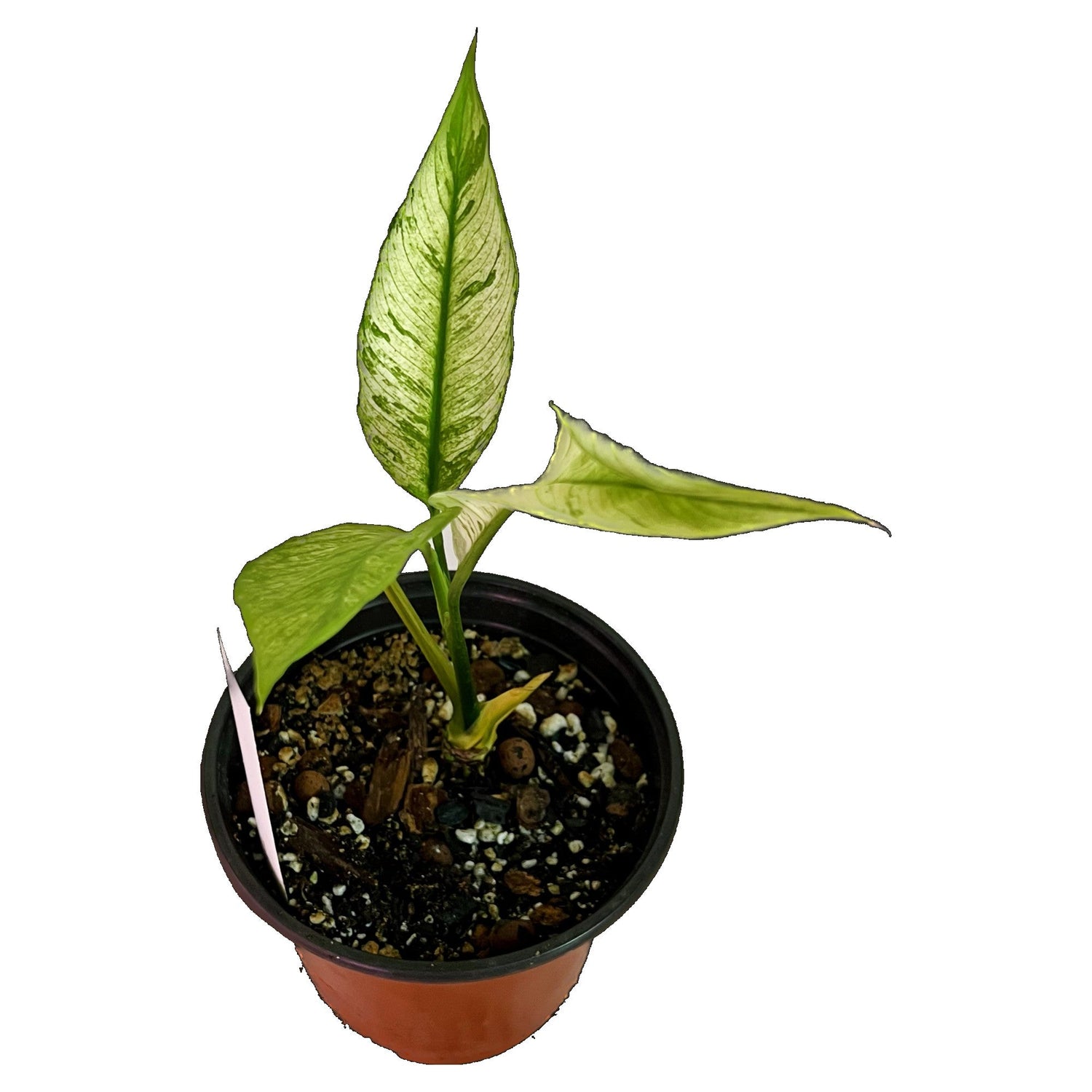 Peace Lily Domino Variegated in 6" pot