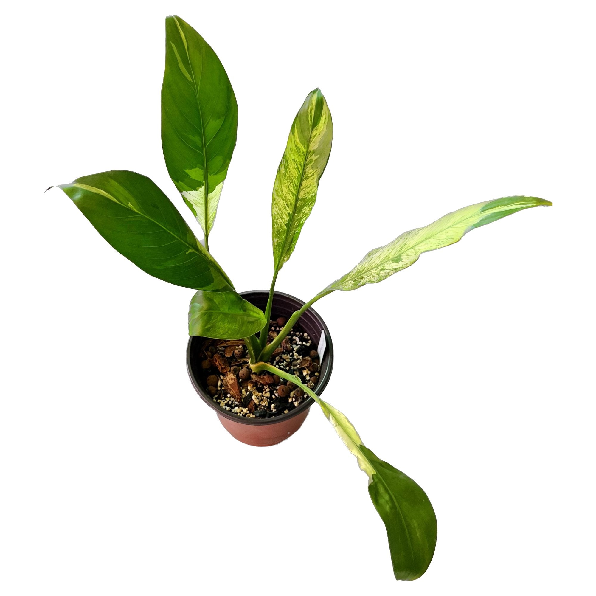Peace Lily Variegated in 6" pot