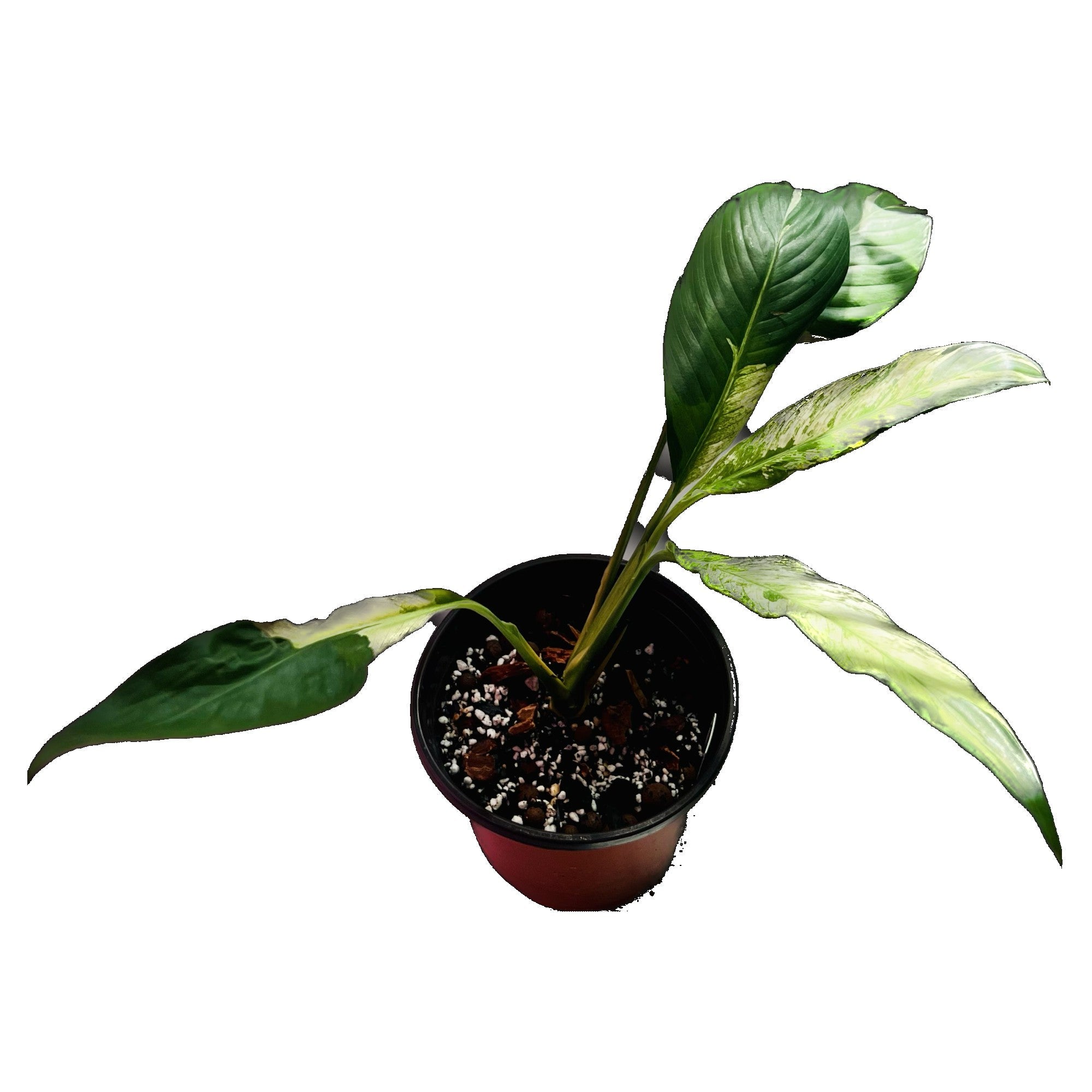 Peace Lily Variegated in 4" pot