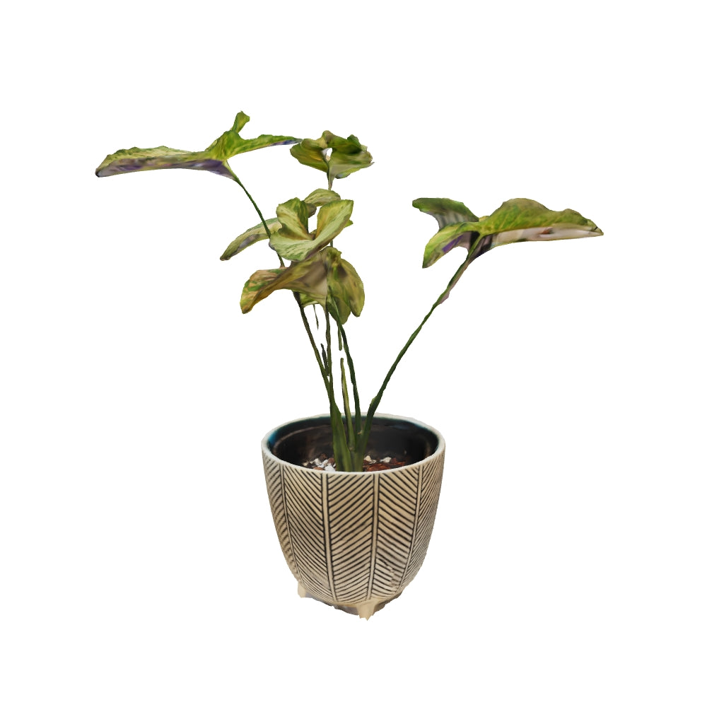 Syngonium Pink Flecked - Small