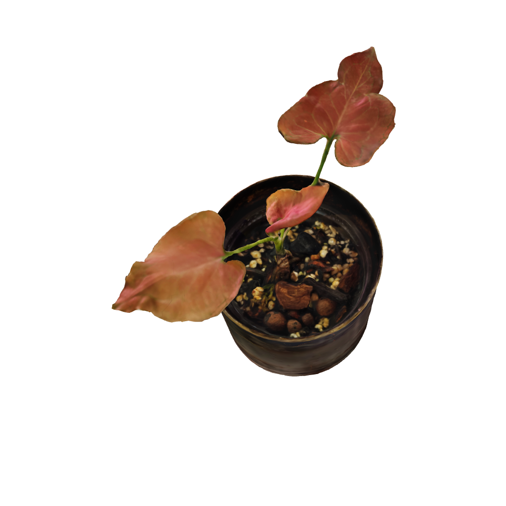 Syngonium Pink Marble - Small