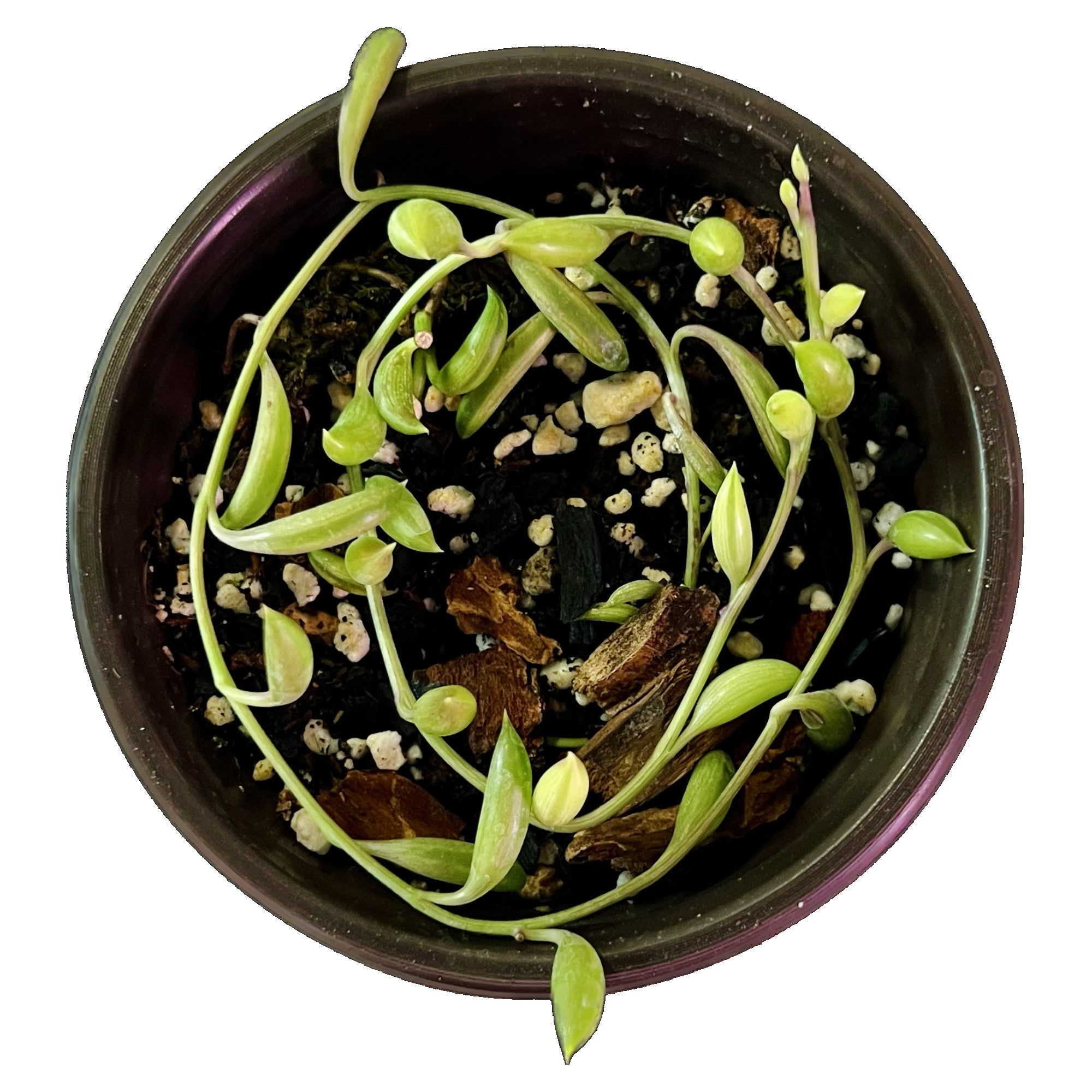 String Of Bananas in 4" pot