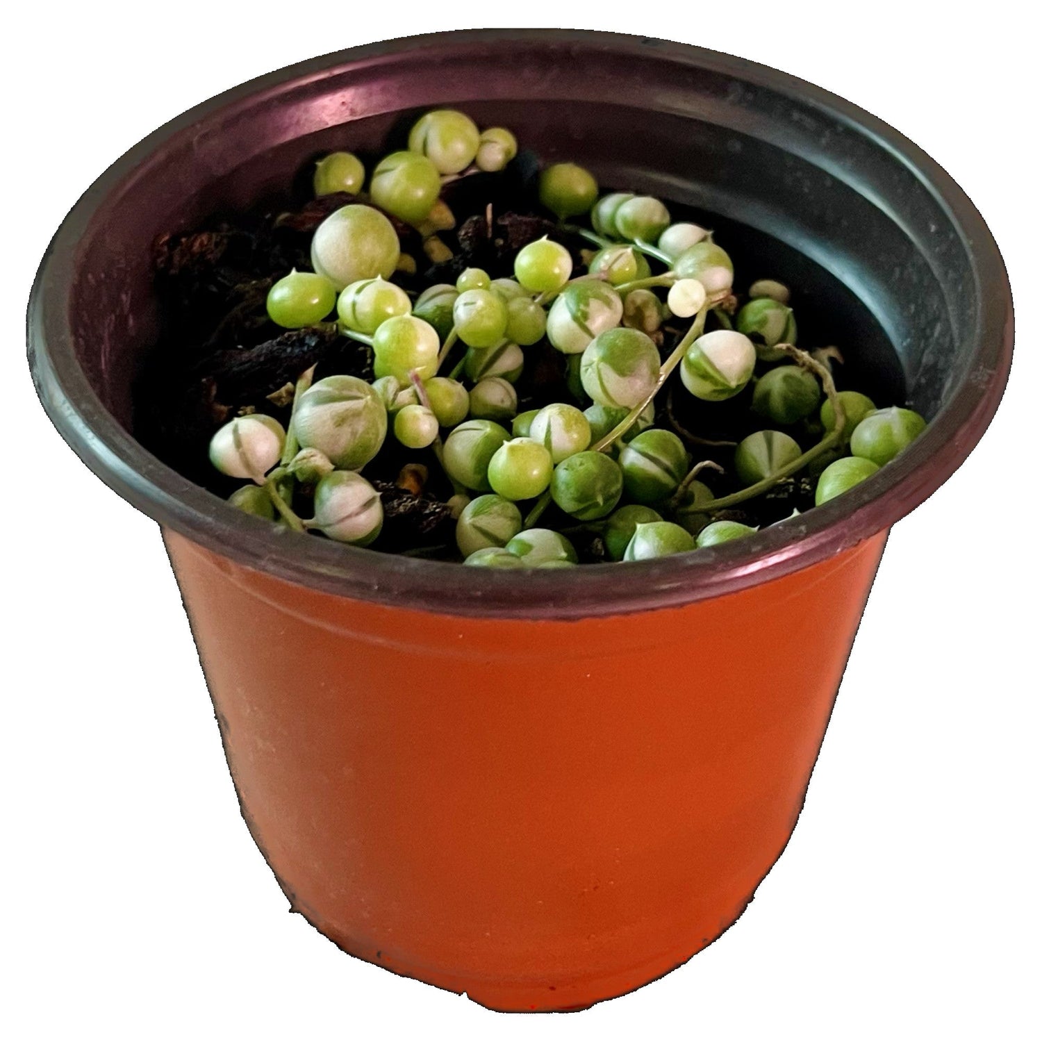 String Of Pearls Variegated in 4" pot