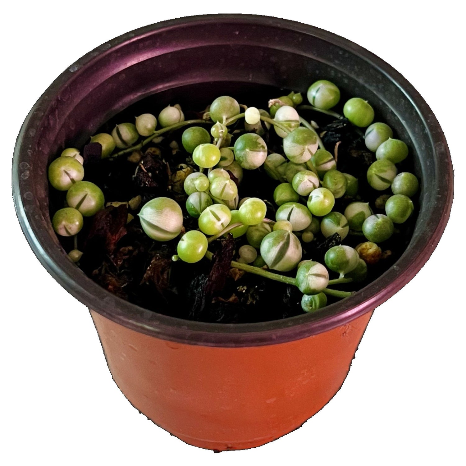 String Of Pearls Variegated in 4" pot