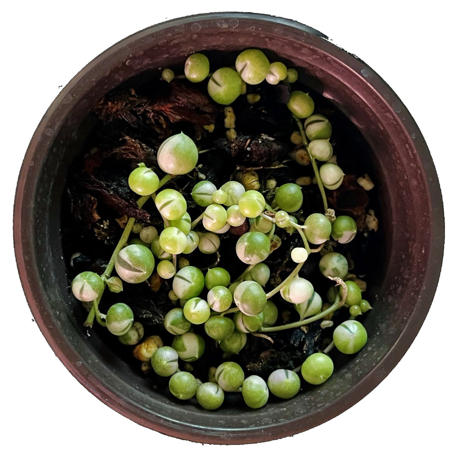 String Of Pearls Variegated in 4" pot