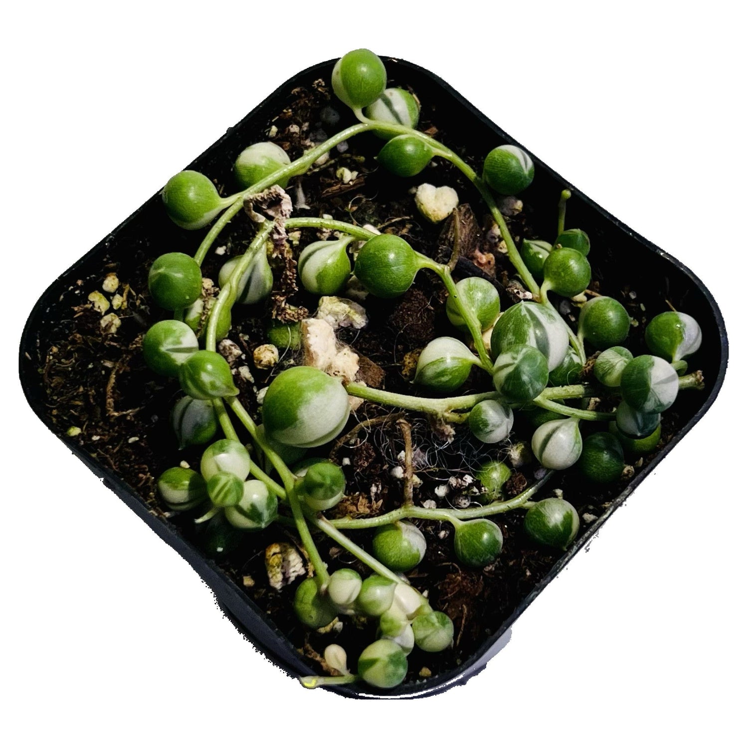 String Of Pearls Variegated in 2" pot