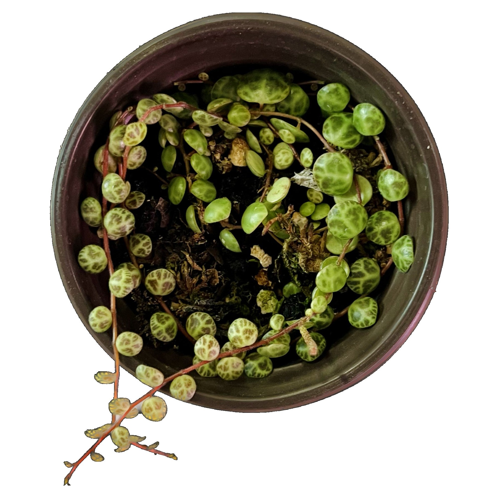 String Of Turtles in 4" pot