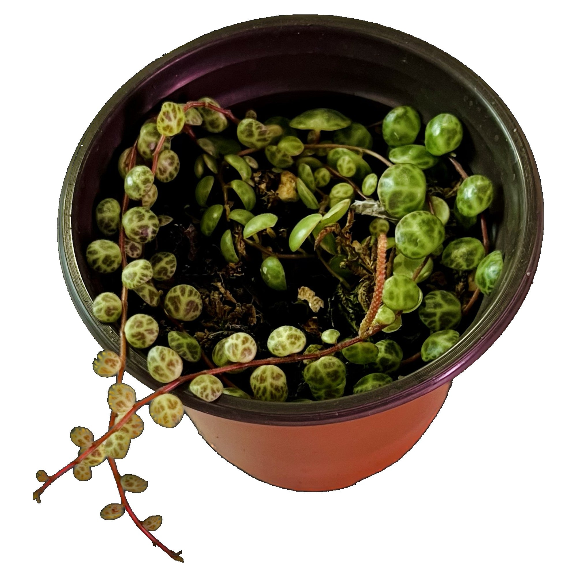String Of Turtles in 4" pot