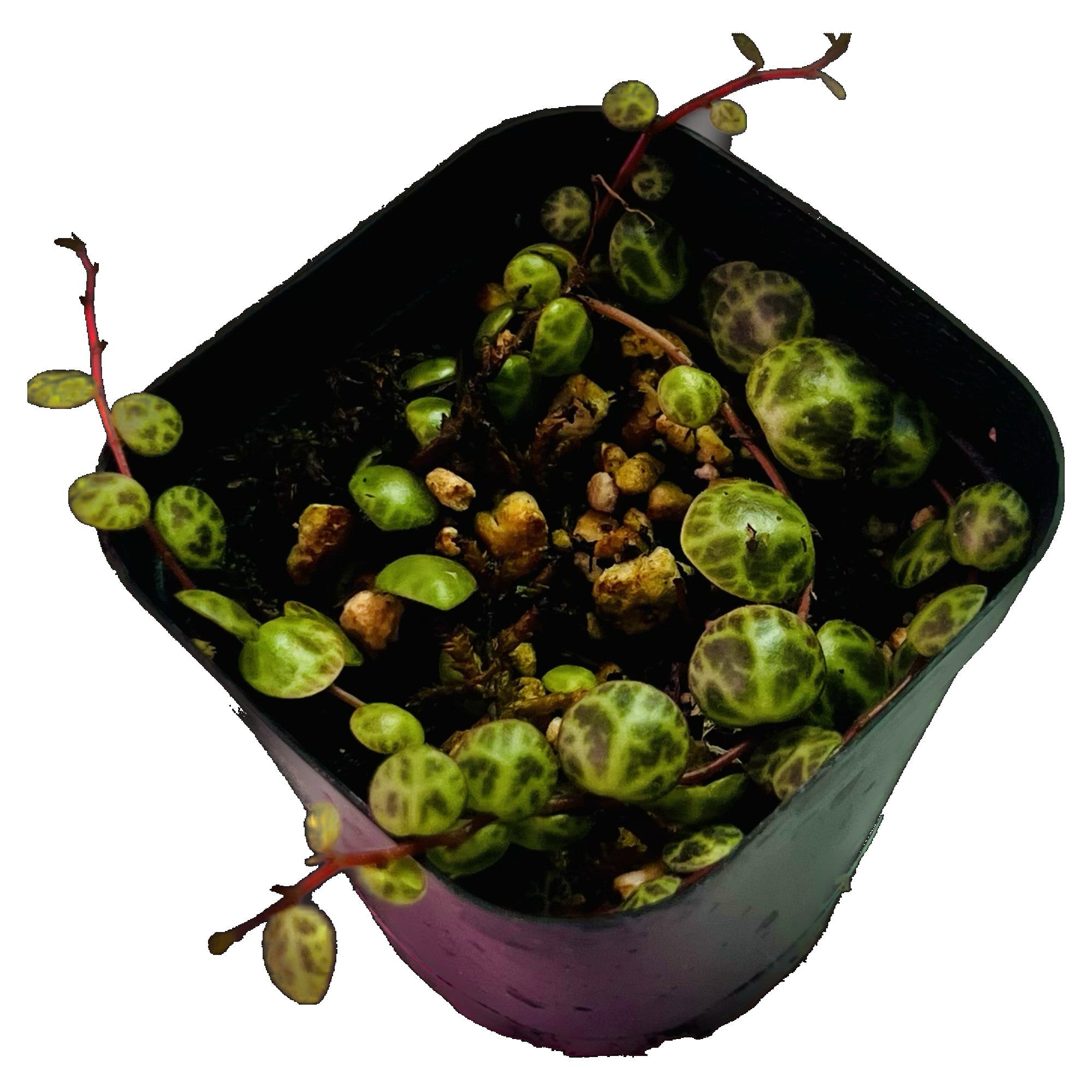 String Of Turtles in 2" pot