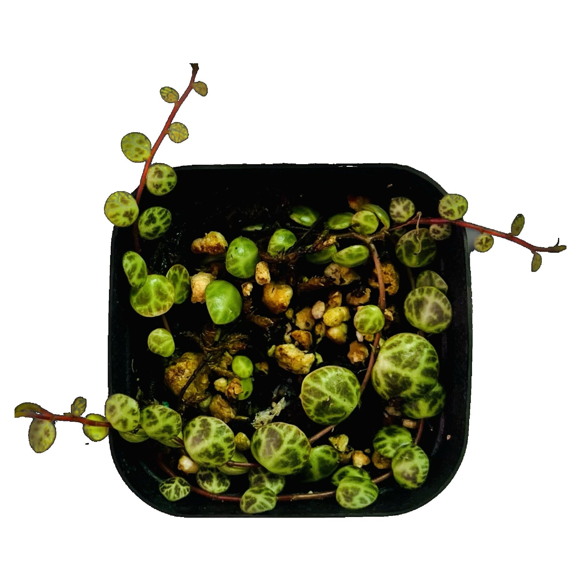 String Of Turtles in 2" pot