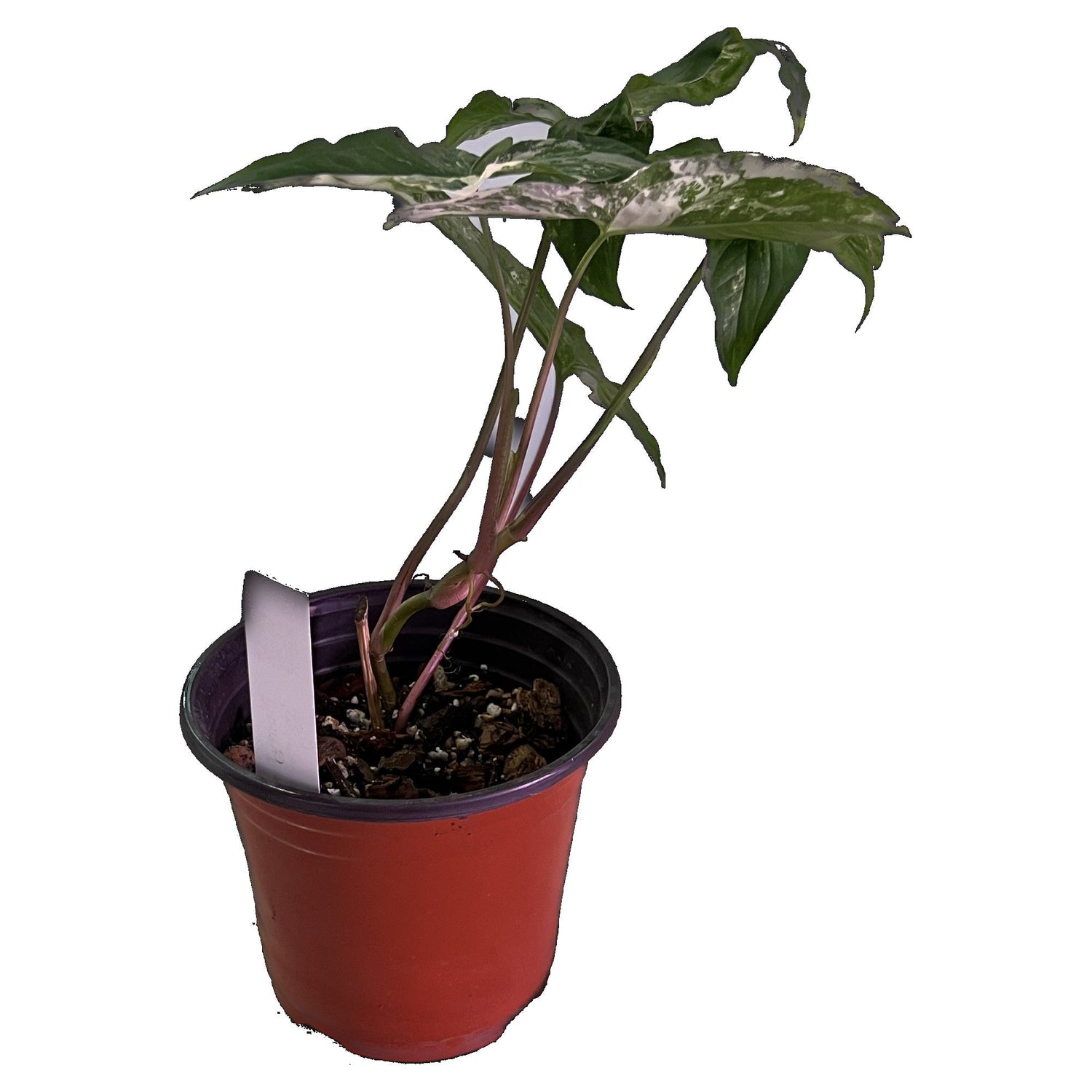 Syngonium Albo in 6" pot