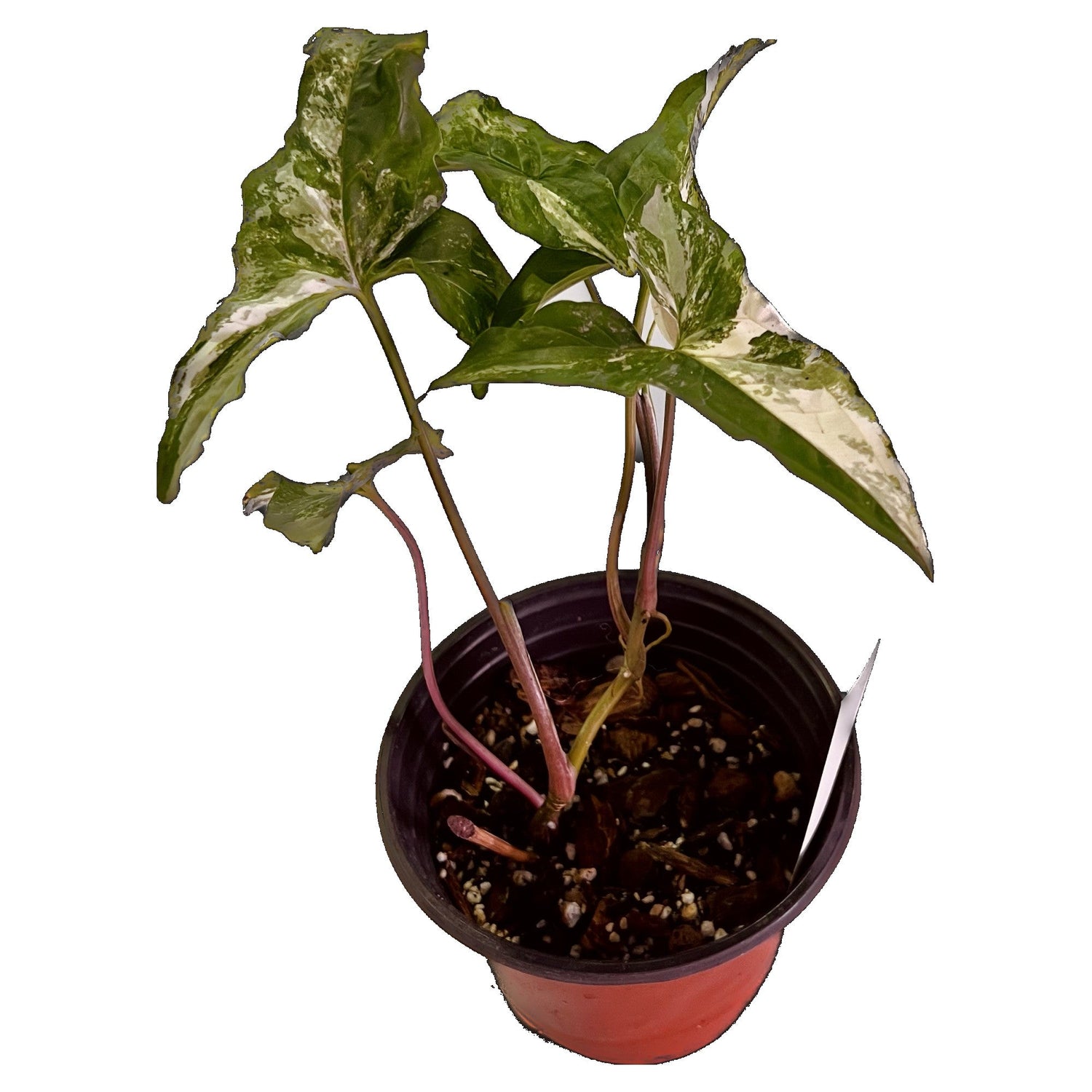 Syngonium Albo in 6" pot