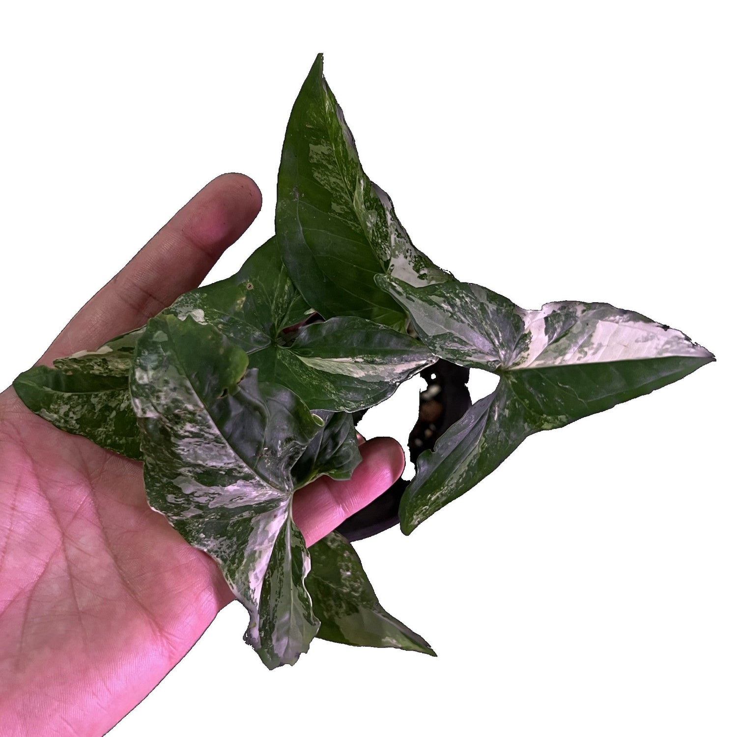 Syngonium Albo in 6" pot