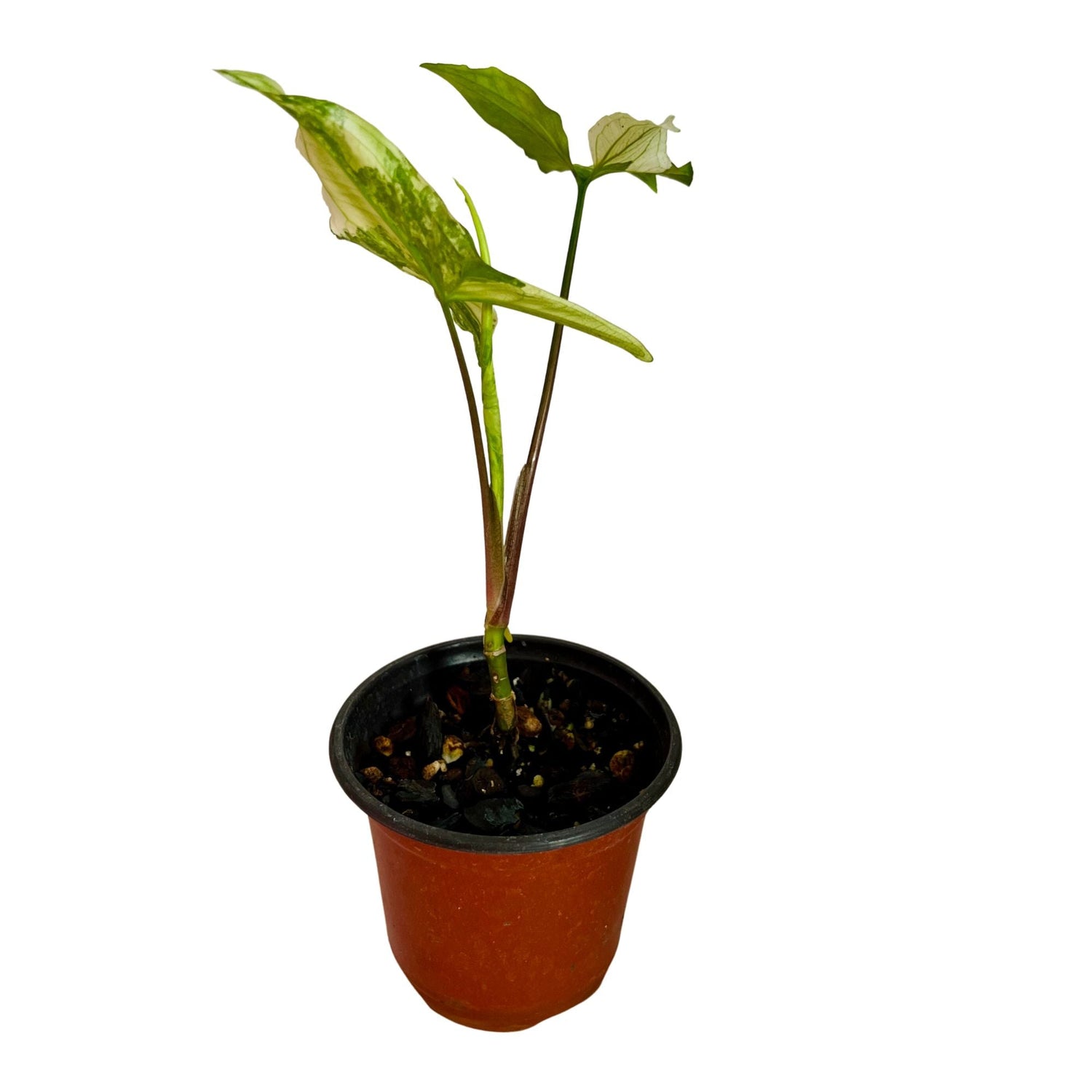 Syngonium Albo in 4" pot