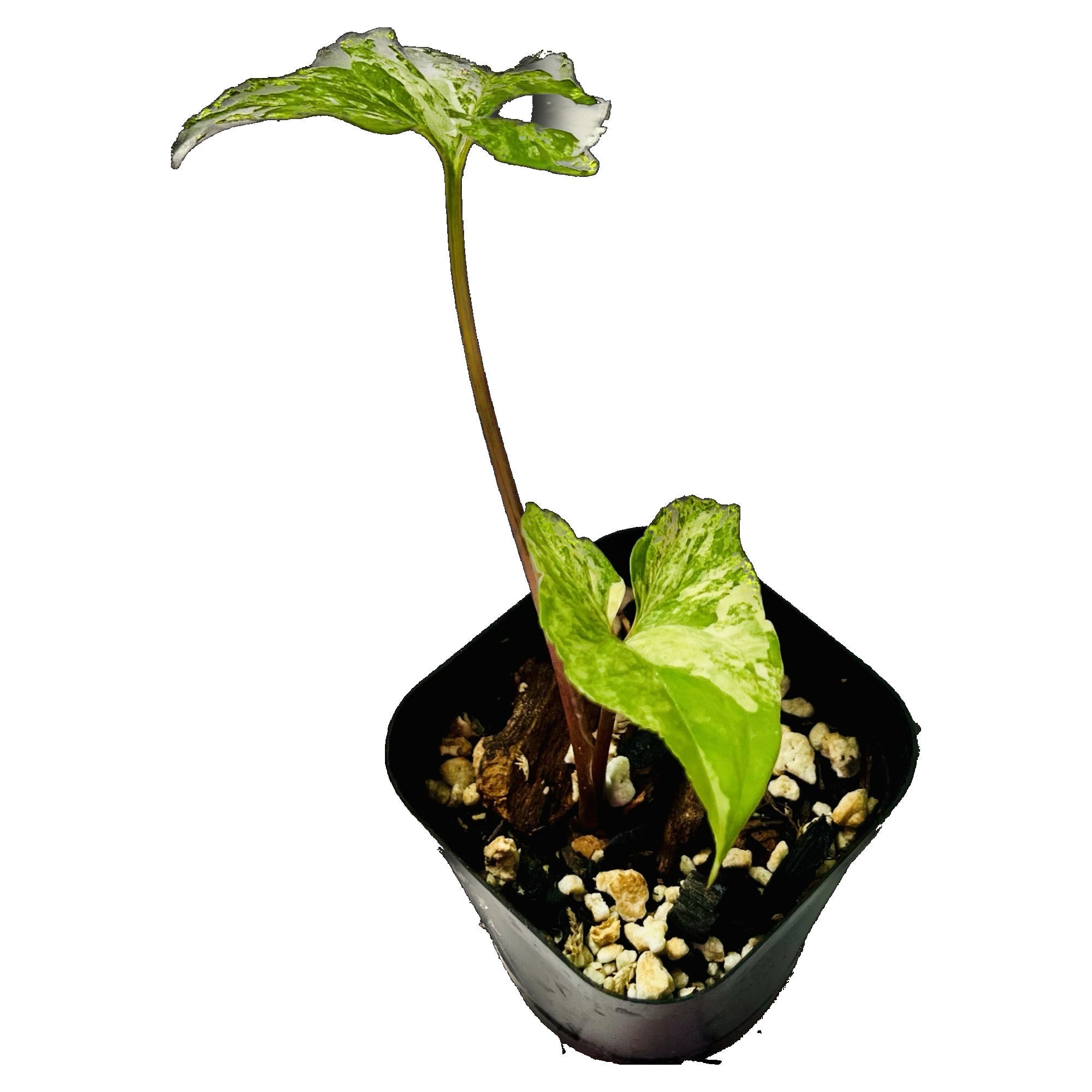 Syngonium Albo in 2" pot