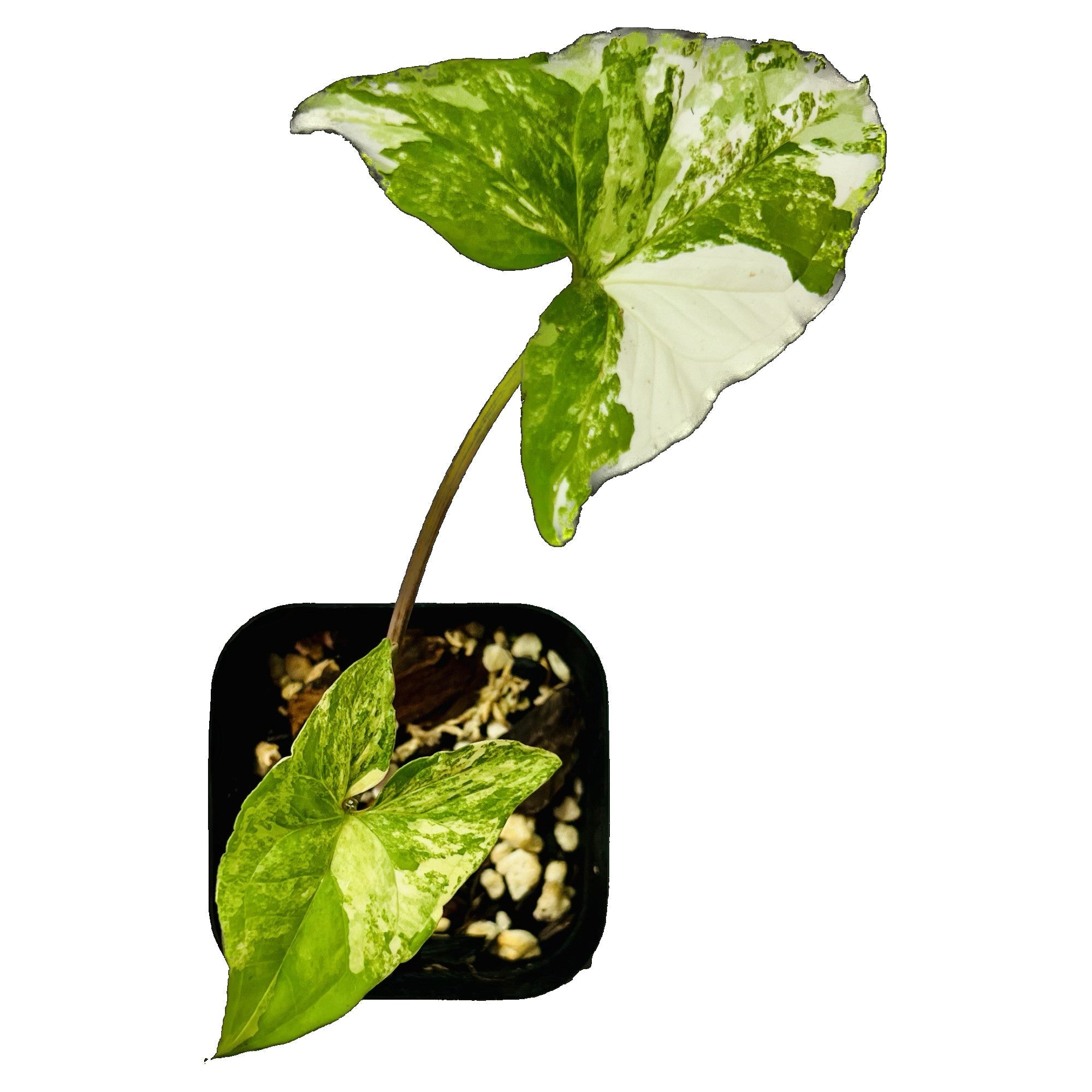 Syngonium Albo in 2" pot