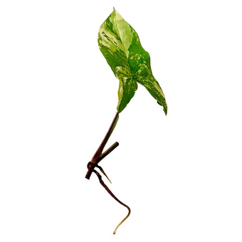 Syngonium Aurea - Cutting