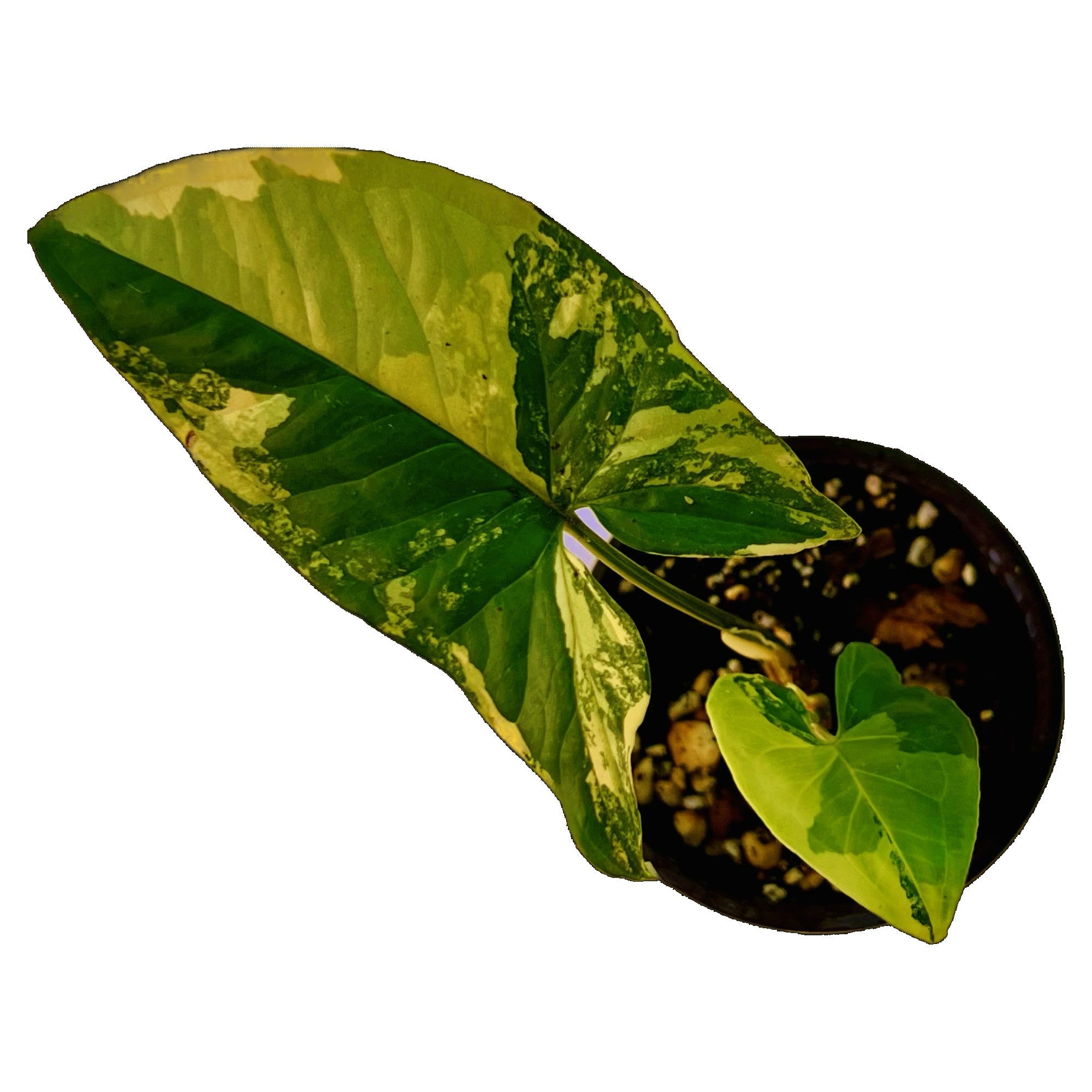 Syngonium Aurea in 4" pot