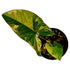 Syngonium Aurea in 4" pot