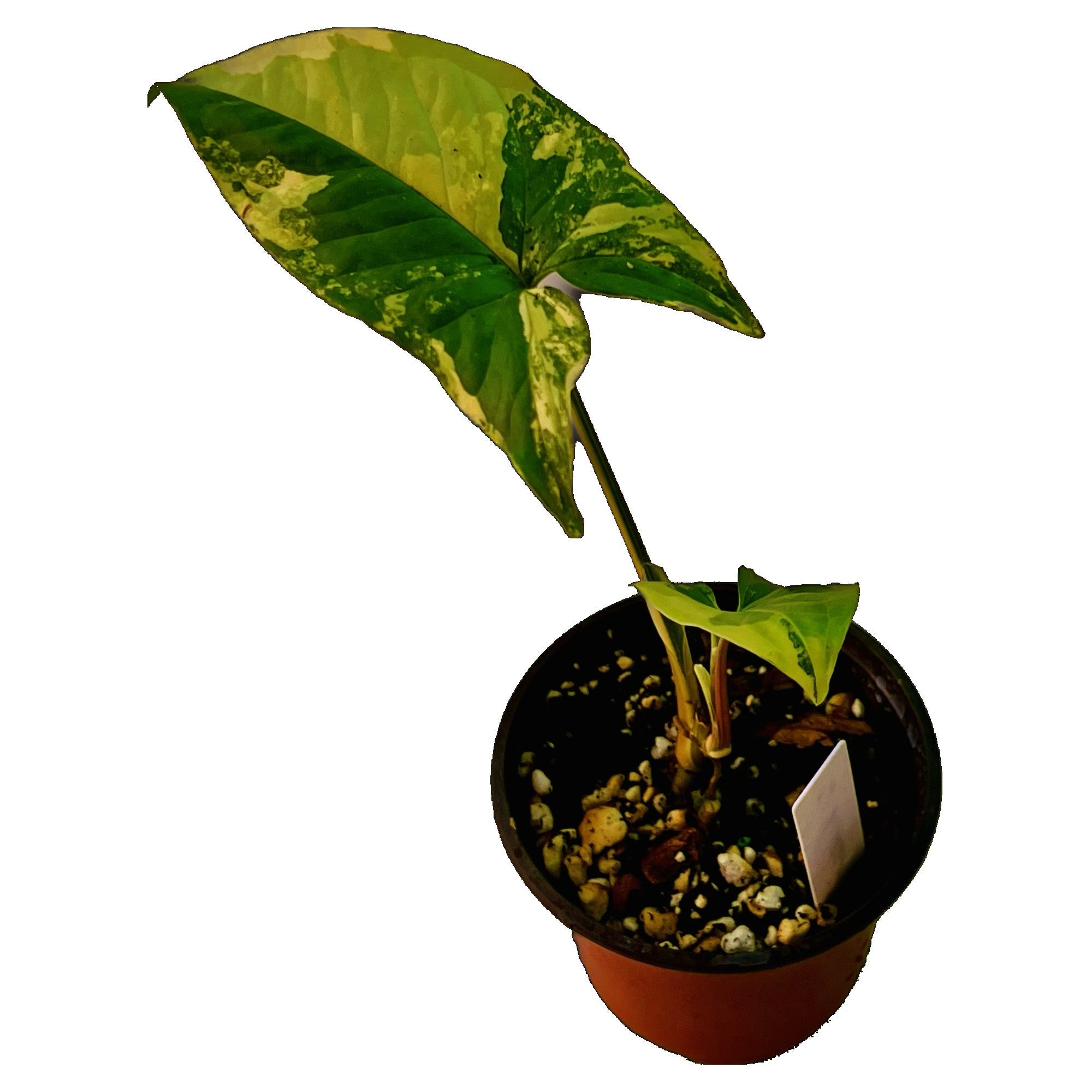 Syngonium Aurea in 4" pot