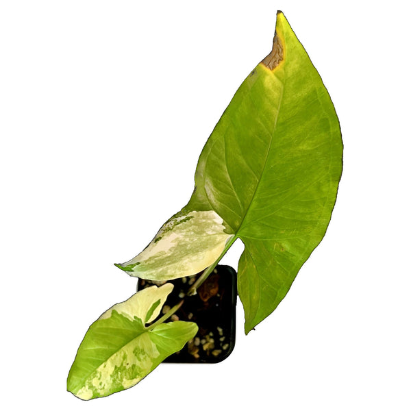 Syngonium Aurea - Starter Syngonium Aurea - Starter