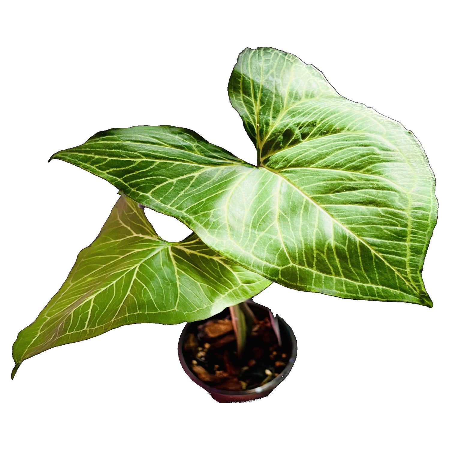 Syngonium Batik in 4" pot