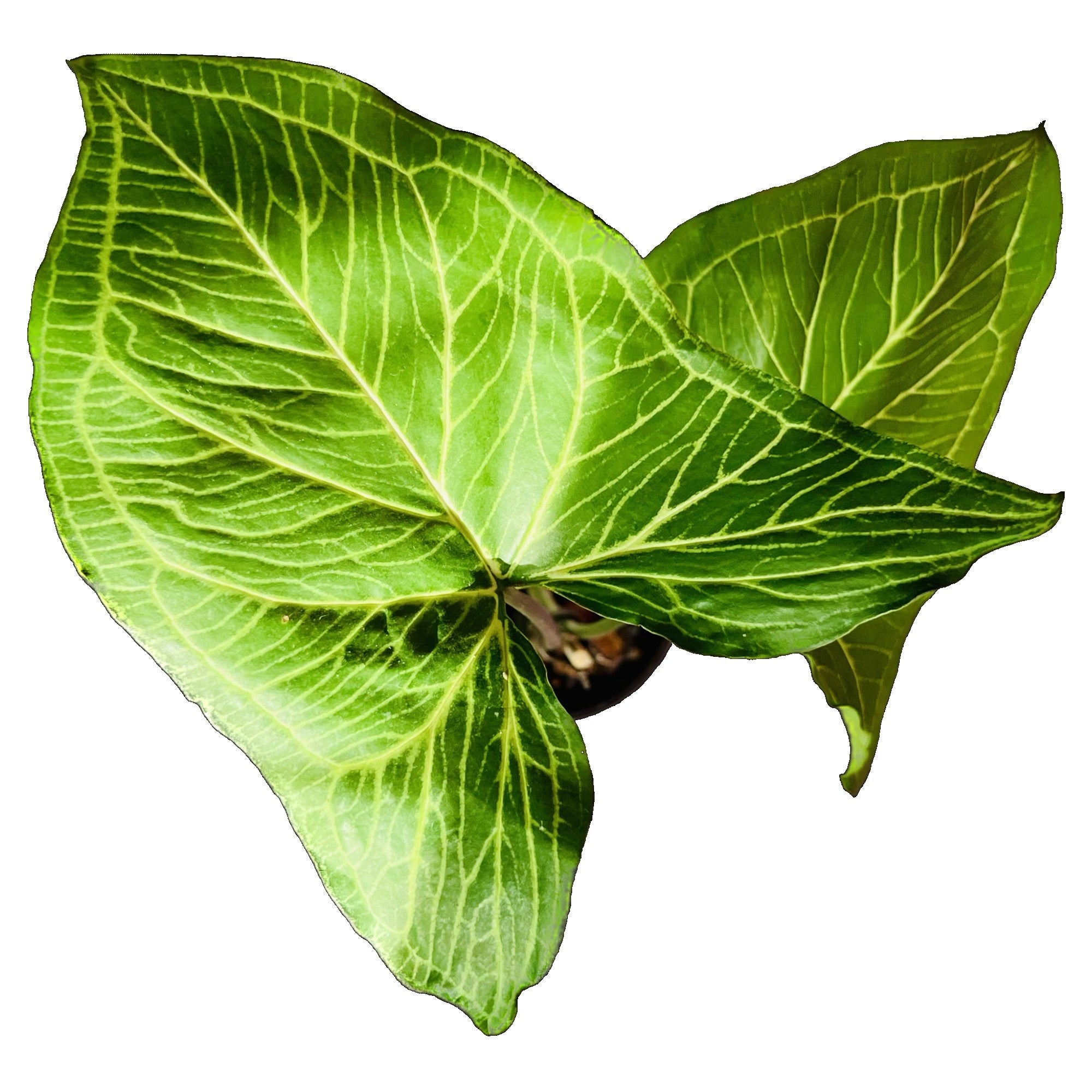 Syngonium Batik in 4" pot