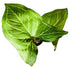 Syngonium Batik in 4" pot