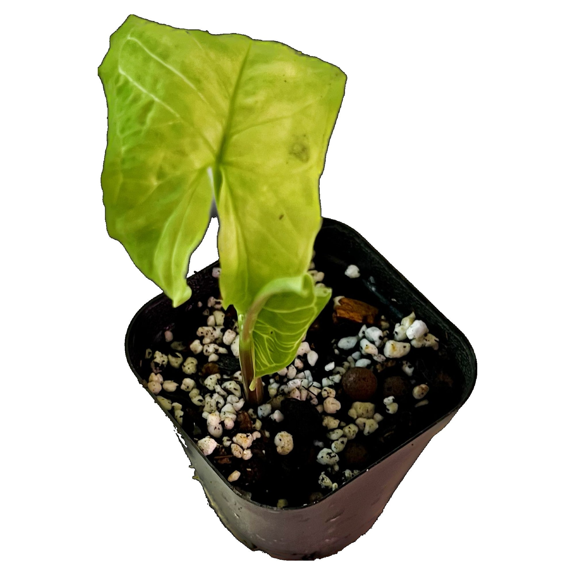 Syngonium Batik in 2" pot