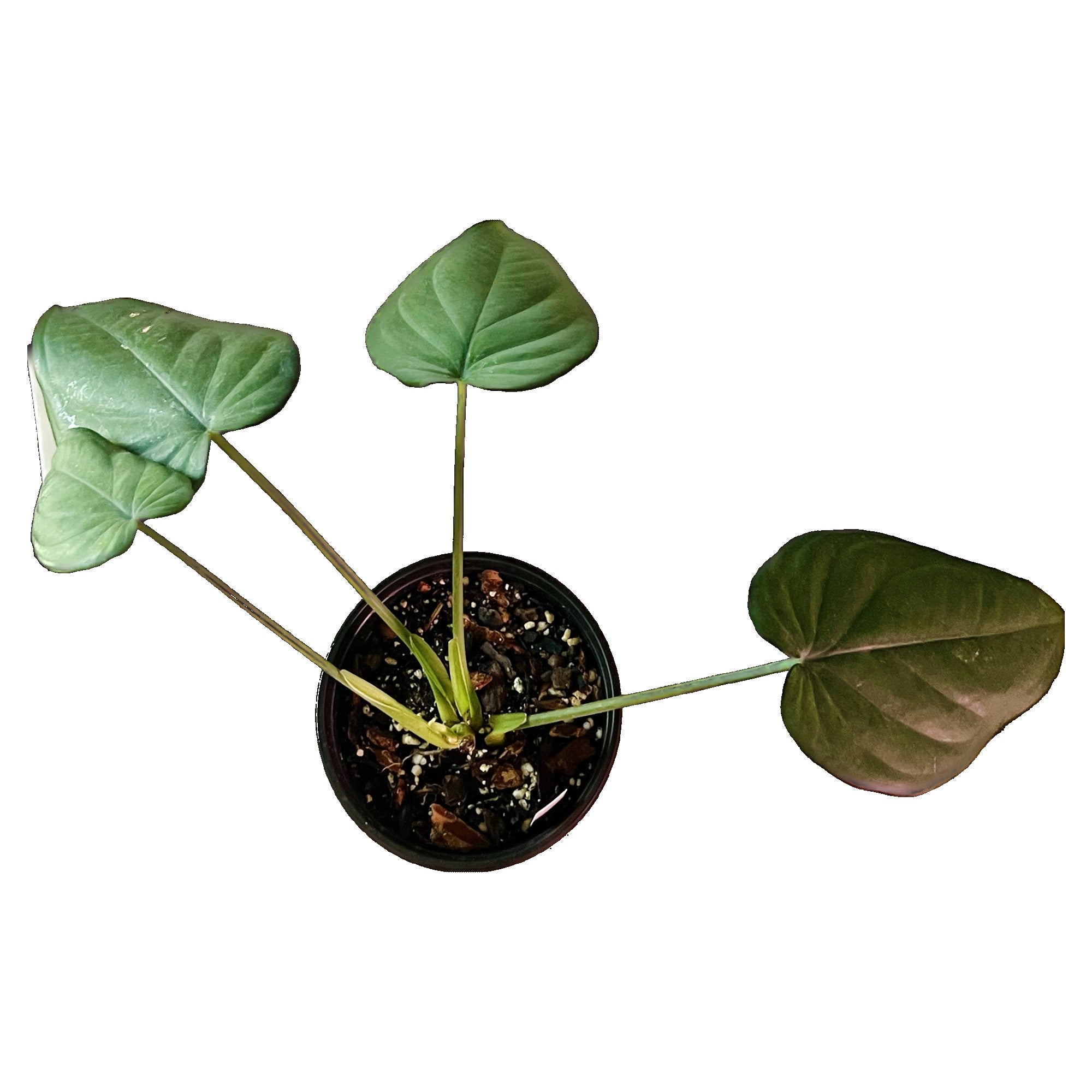 Syngonium Chiapense in 1/2 Gallon pot