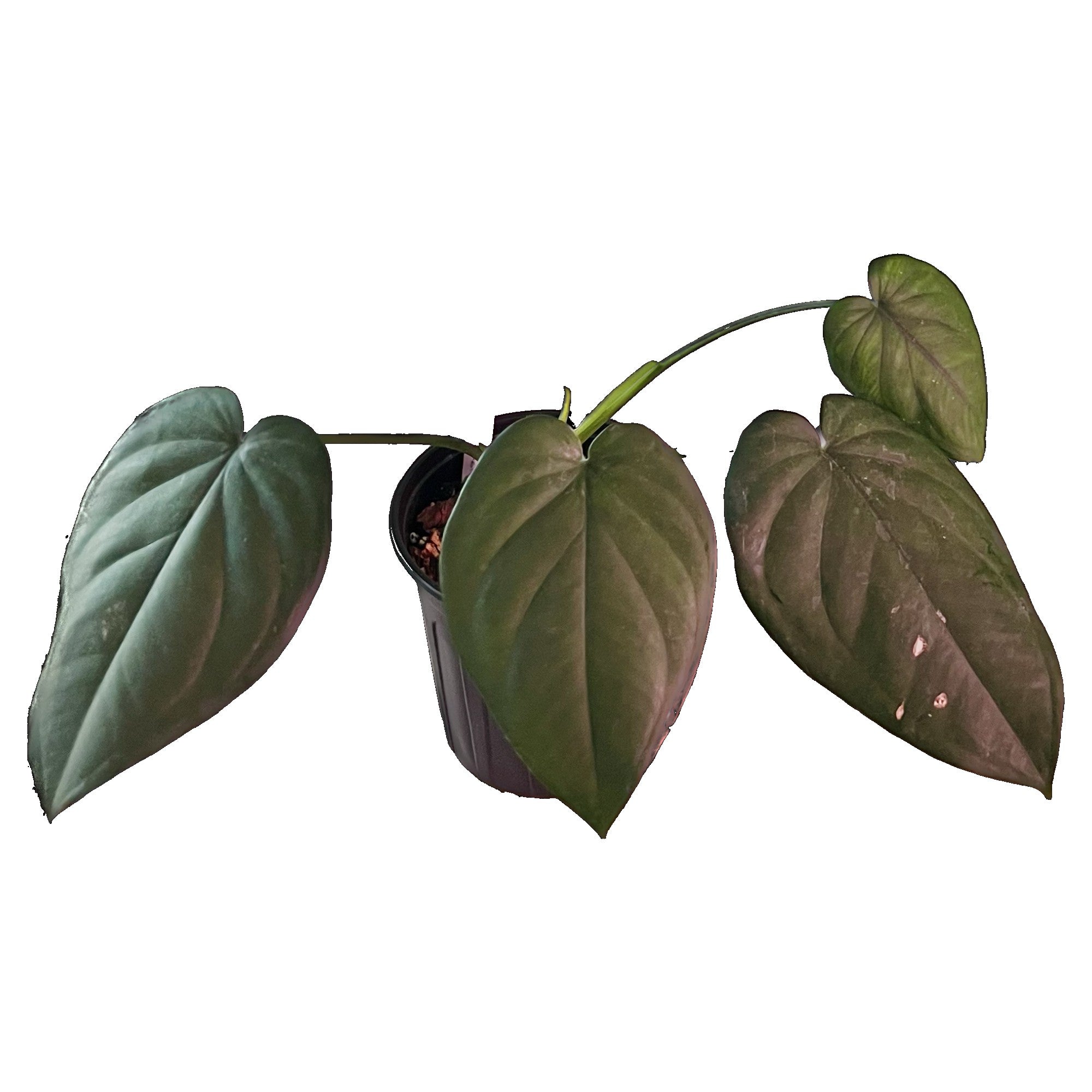 Syngonium Chiapense in 1/2 Gallon pot