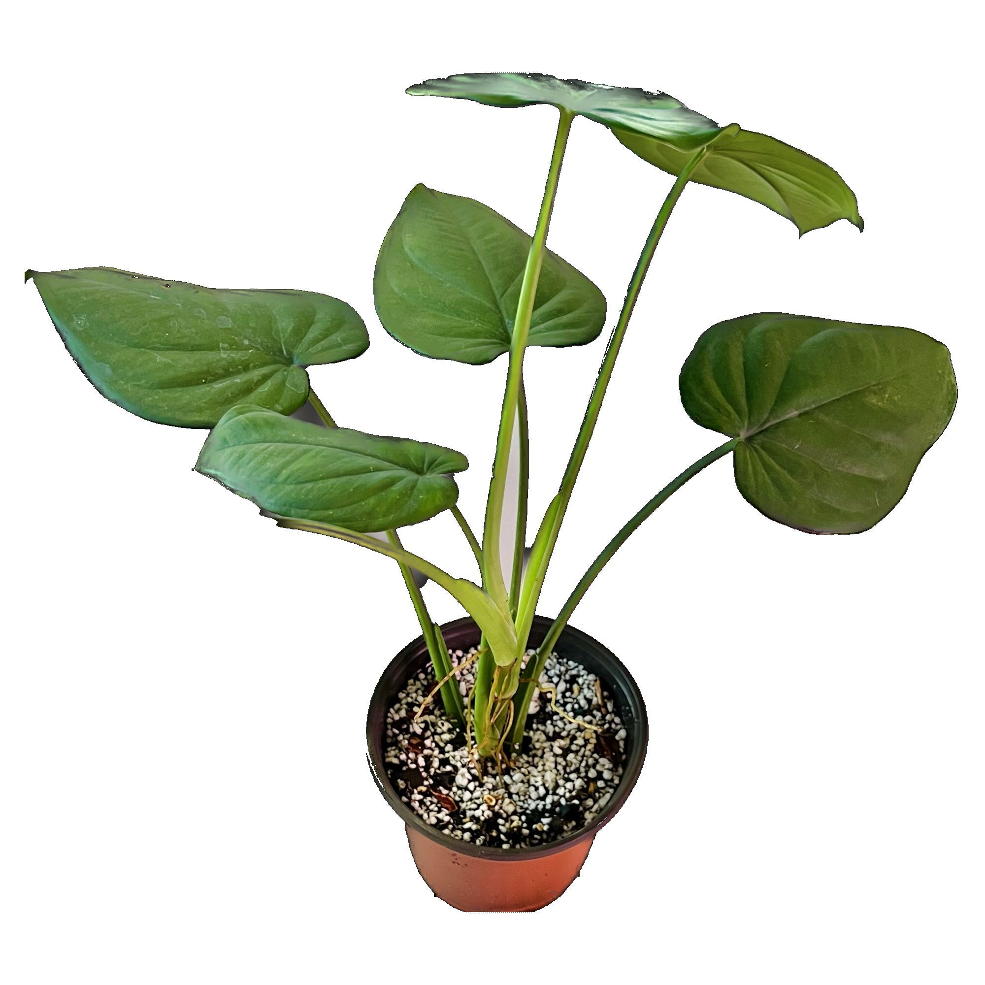 Syngonium Chiapense in 6" pot