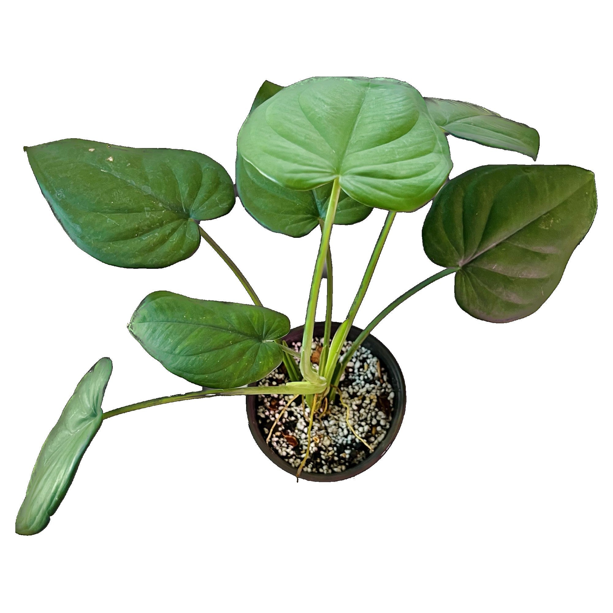 Syngonium Chiapense in 6" pot