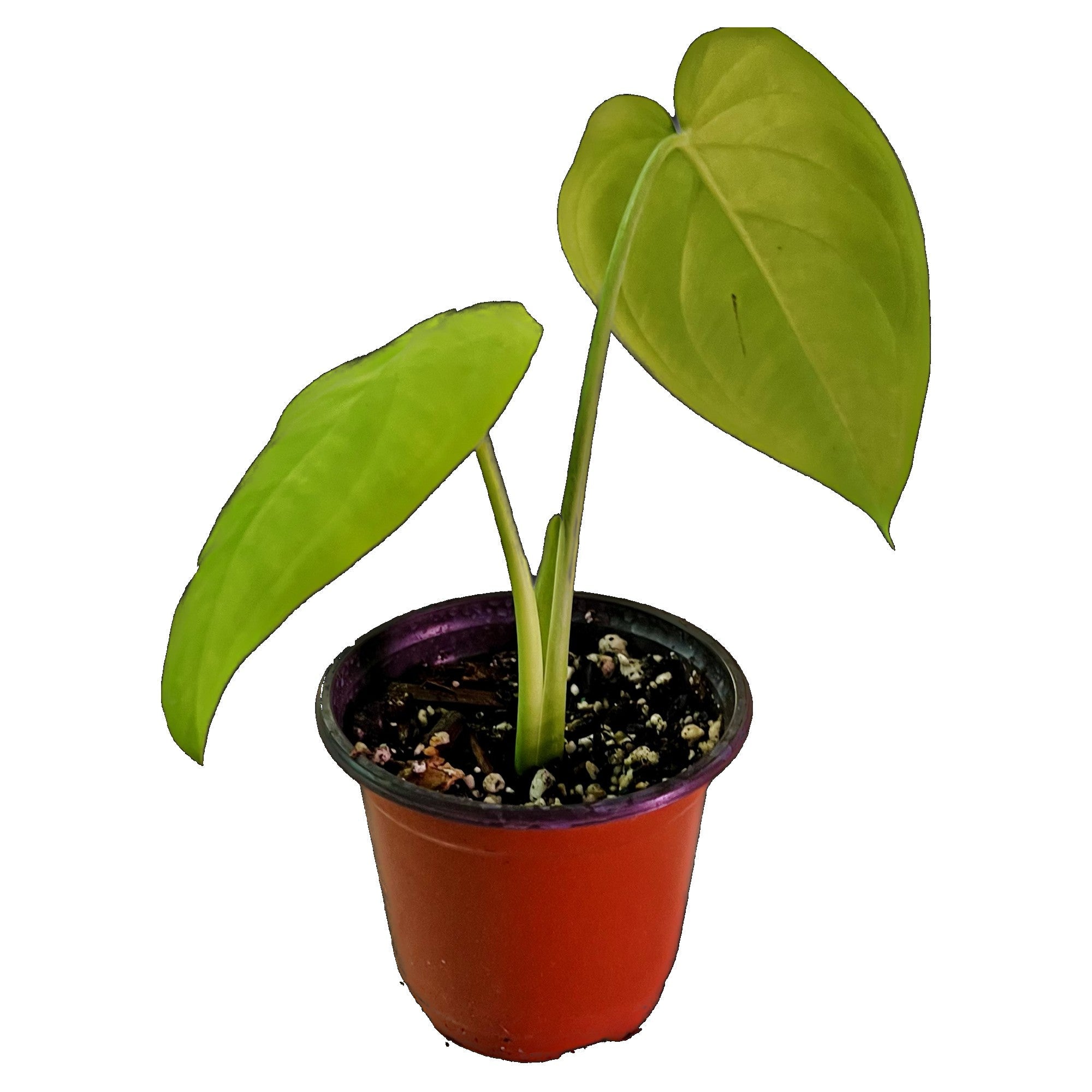 Syngonium Chiapense in 4" pot
