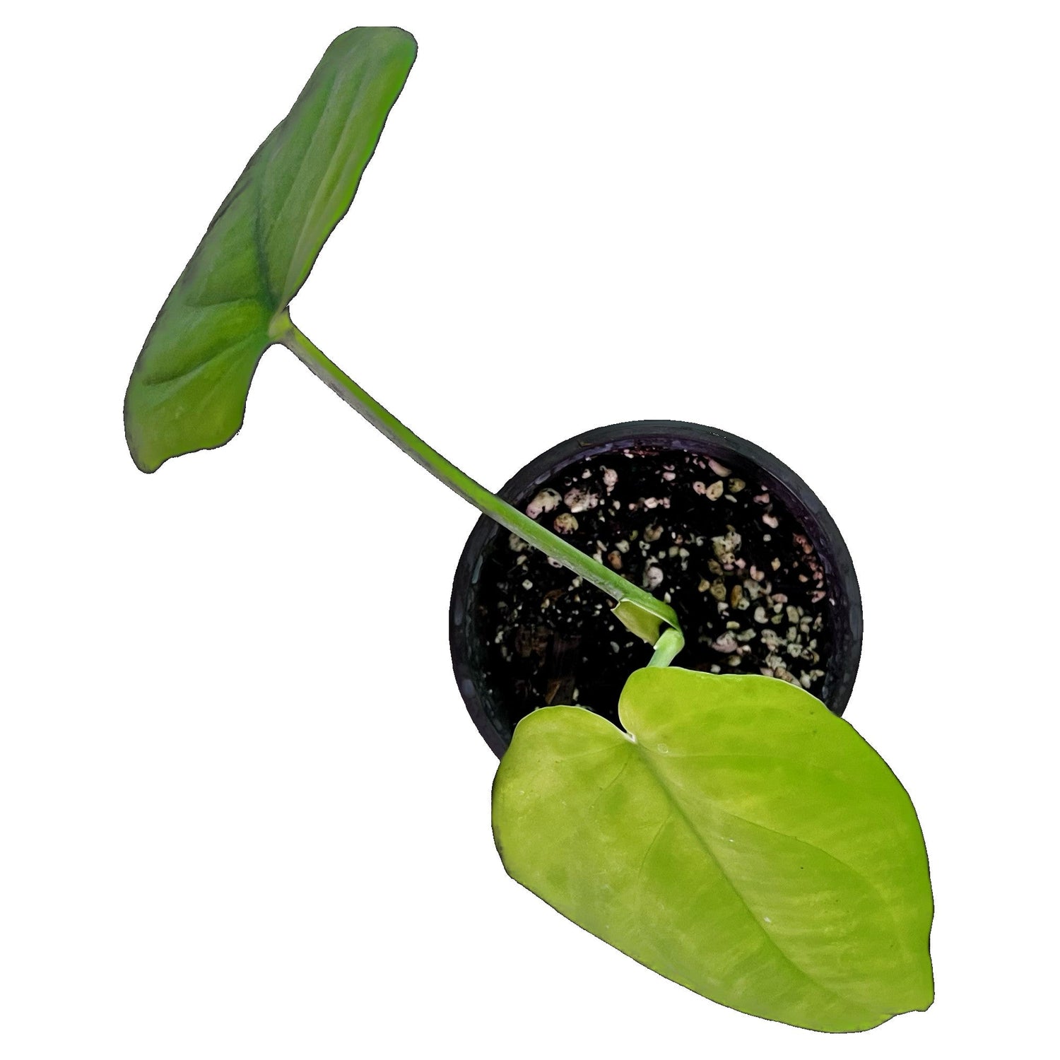 Syngonium Chiapense in 4" pot