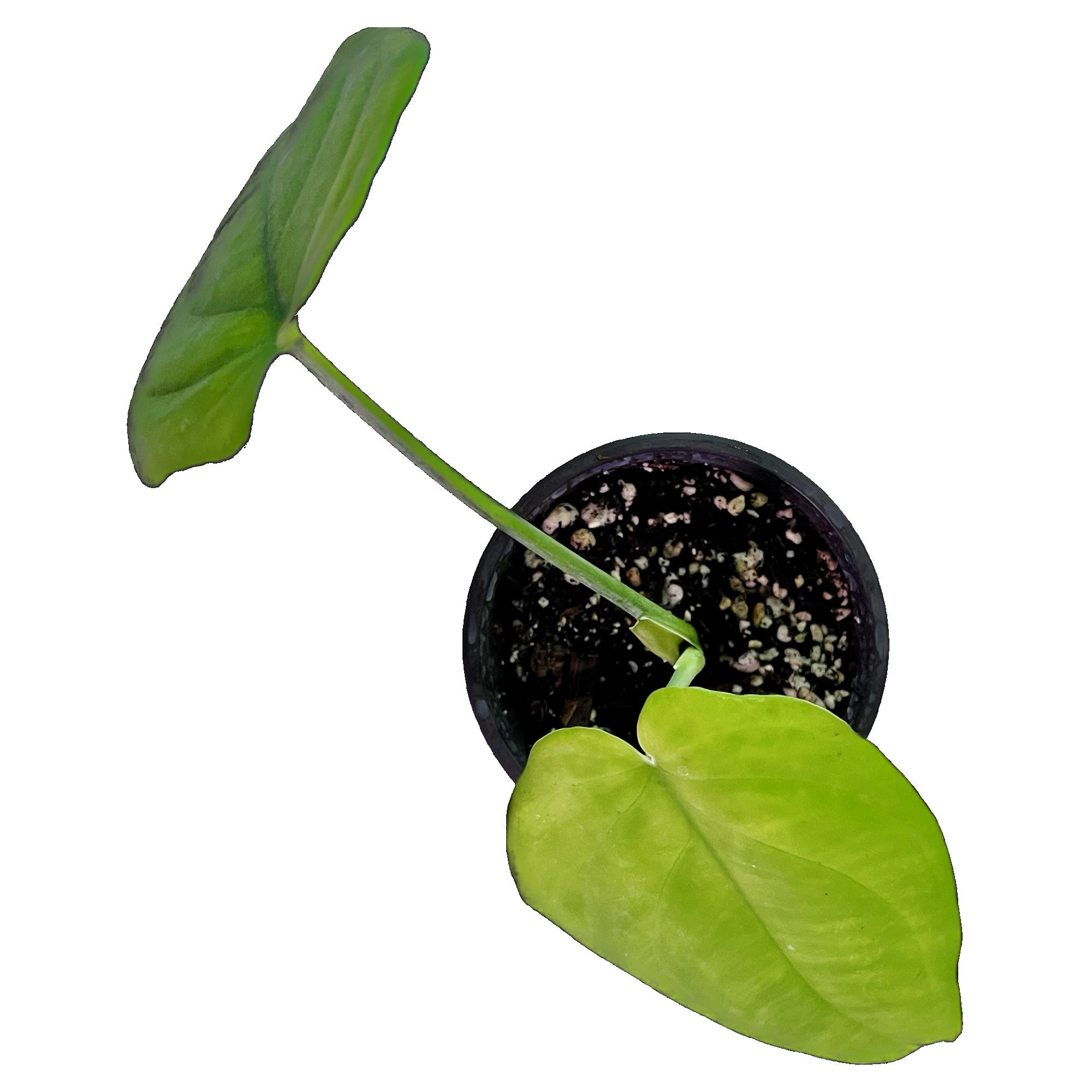 Syngonium Chiapense in 4" pot