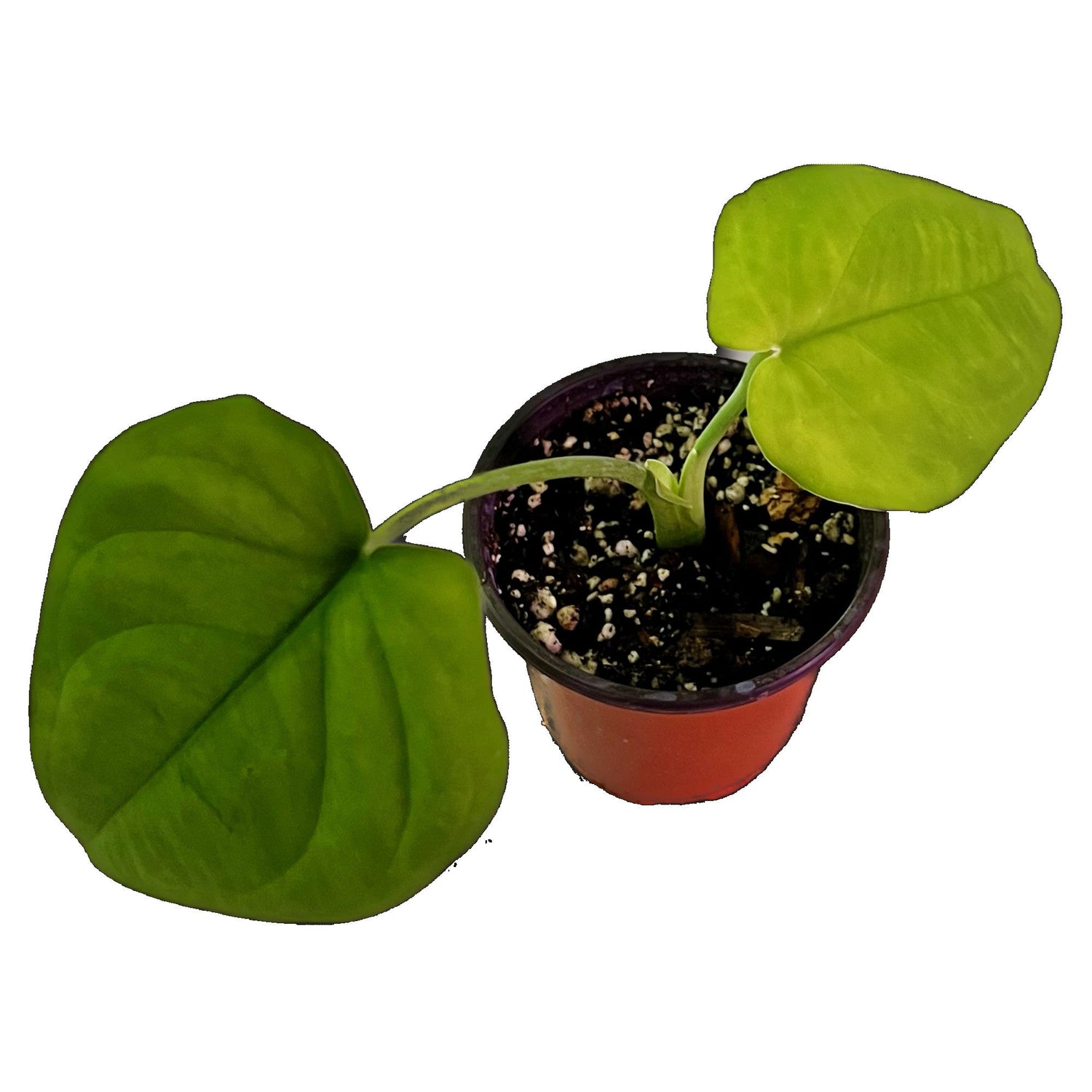 Syngonium Chiapense in 4" pot