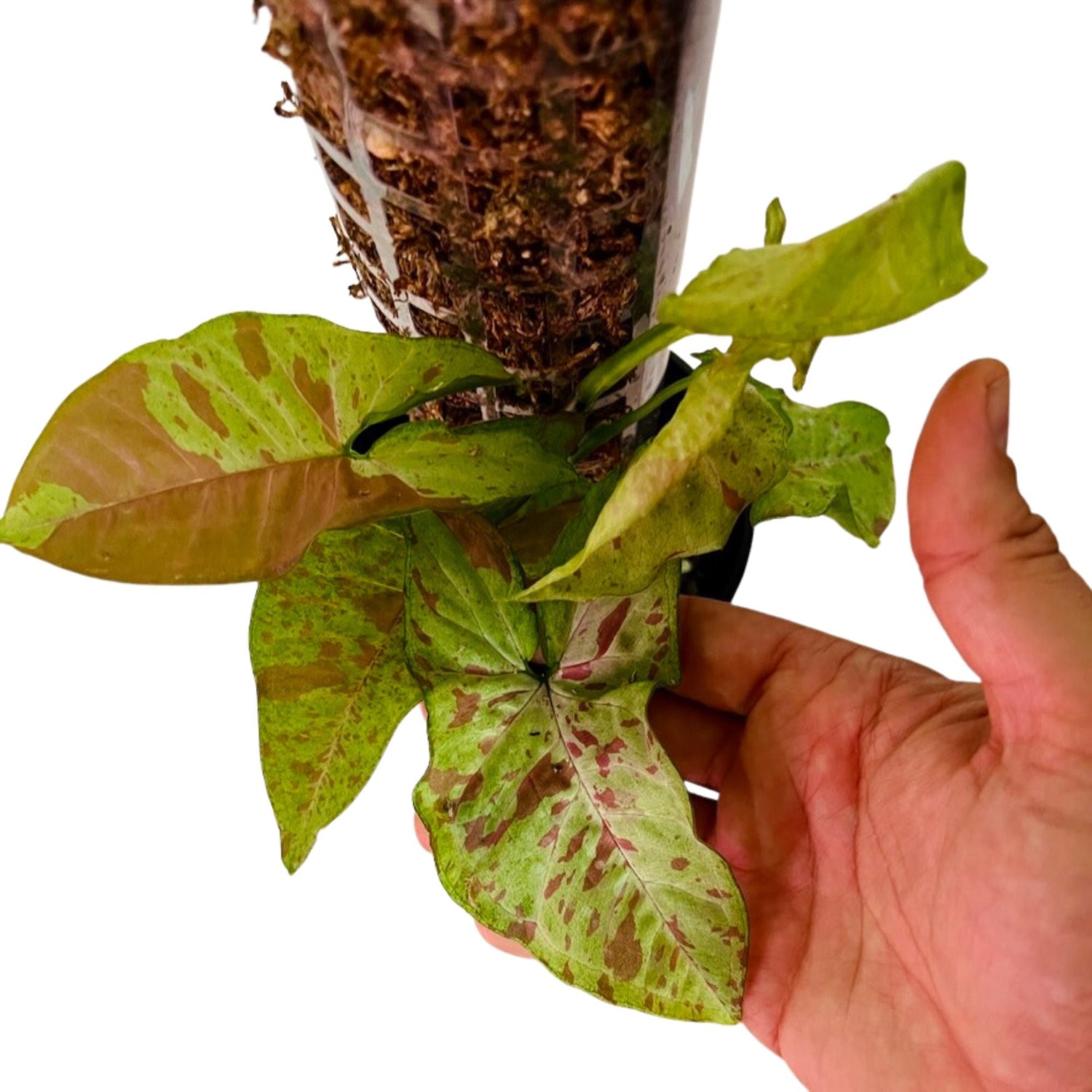 Syngonium Confetti in 1/2 Gallon pot with Moss Pole