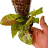 Syngonium Confetti in 1/2 Gallon pot with Moss Pole