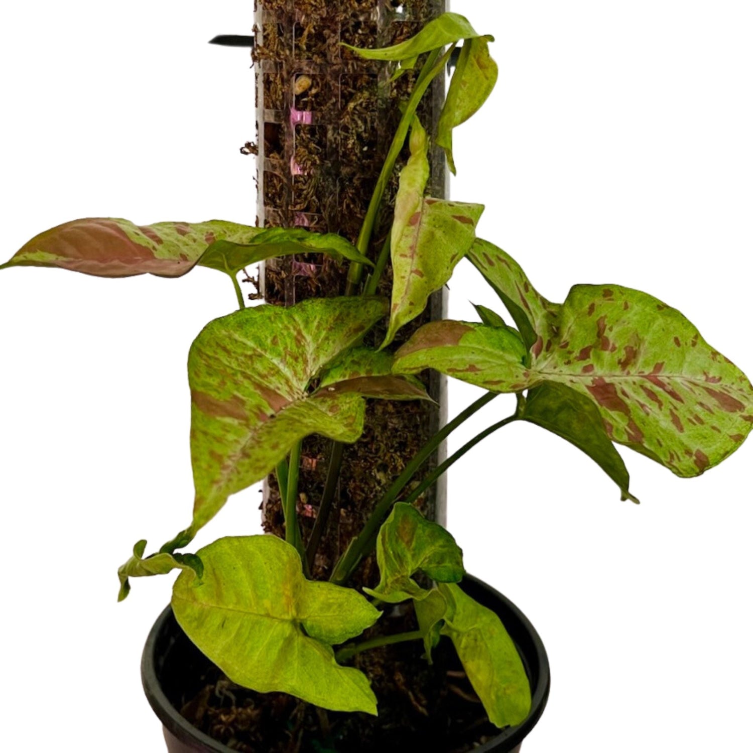 Syngonium Confetti in 1/2 Gallon pot with Moss Pole