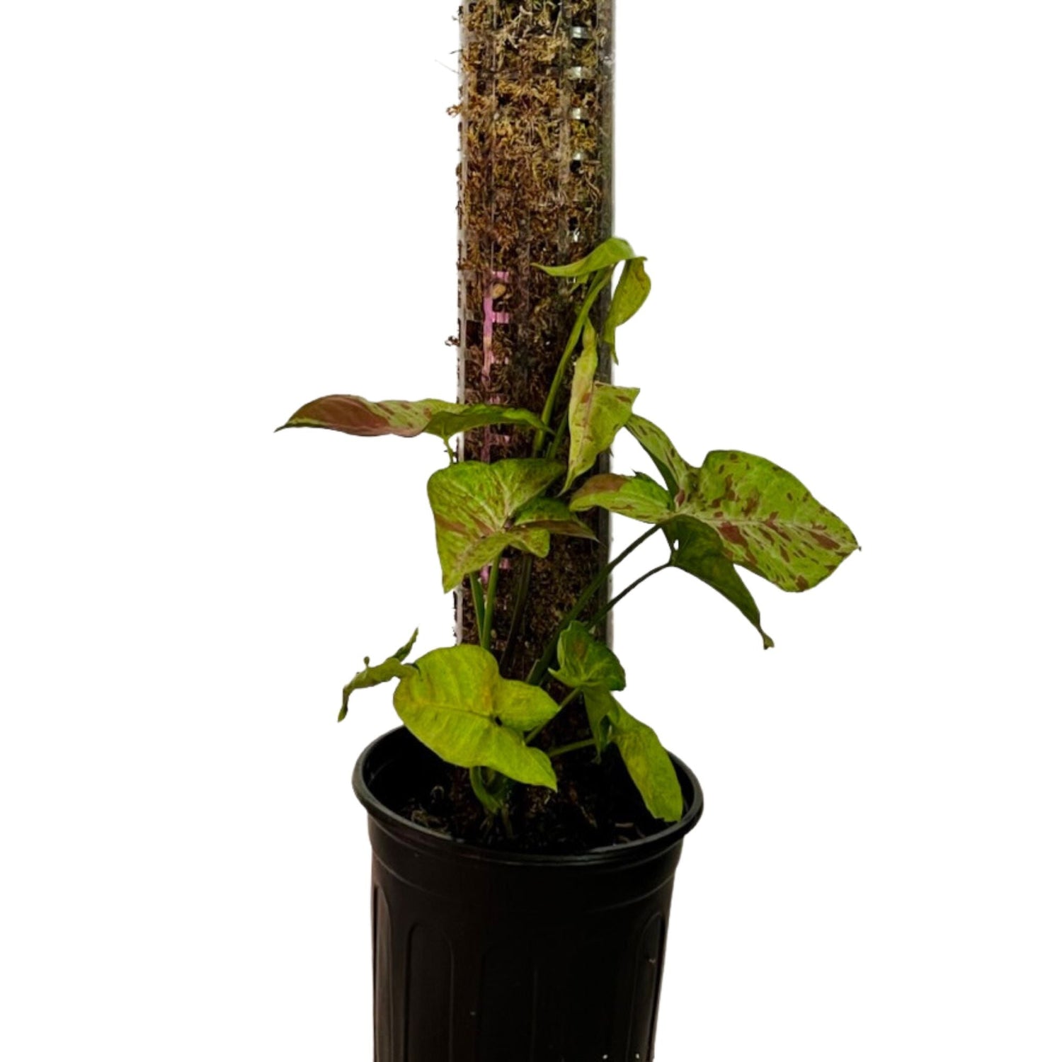 Syngonium Confetti in 1/2 Gallon pot with Moss Pole