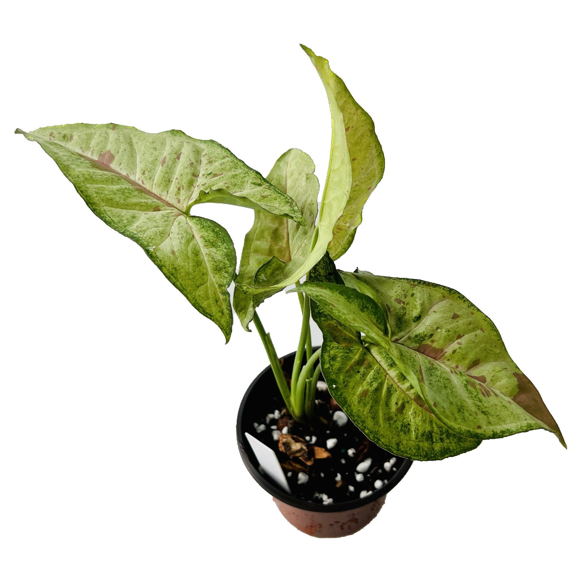 Syngonium Confetti in 4" pot