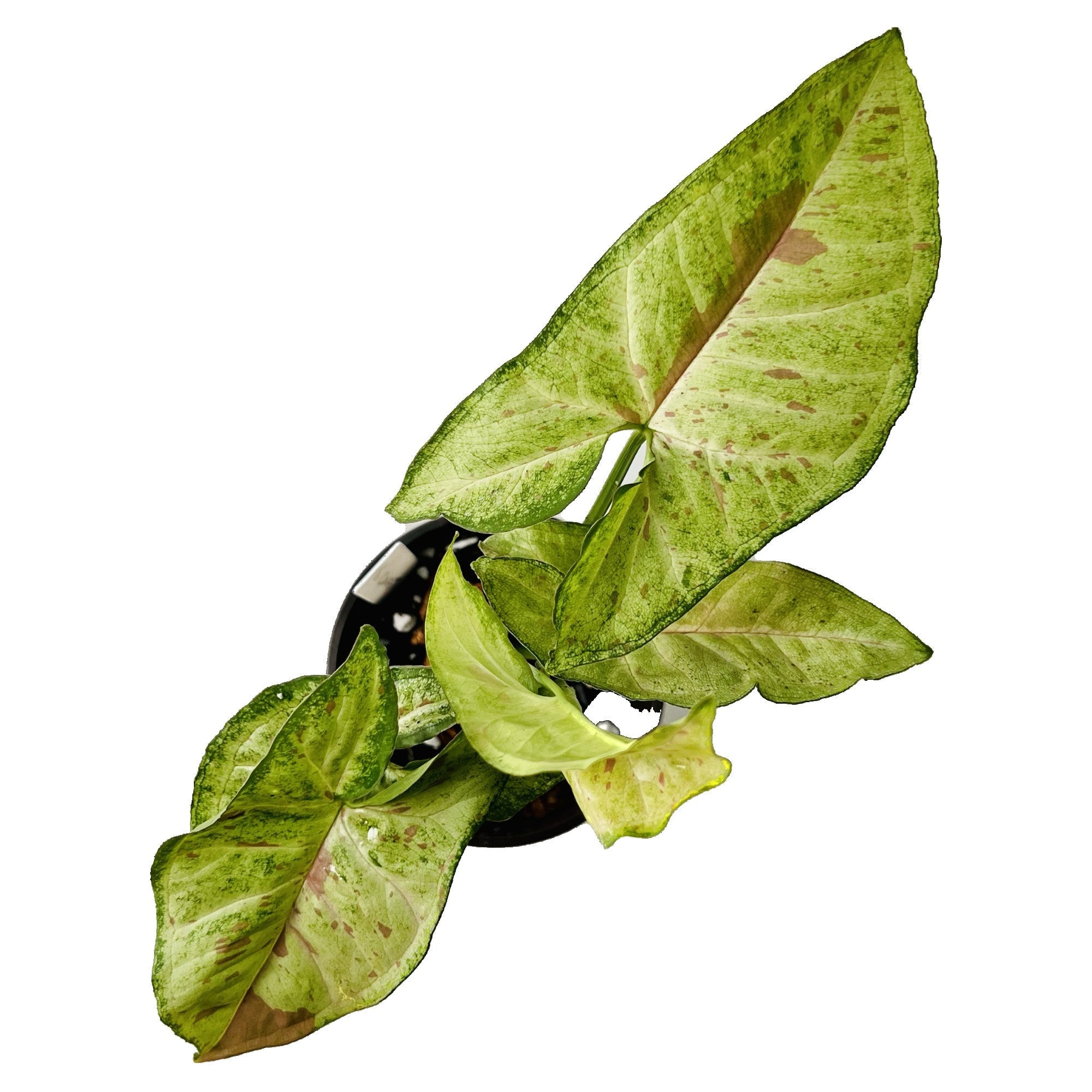 Syngonium Confetti in 4" pot