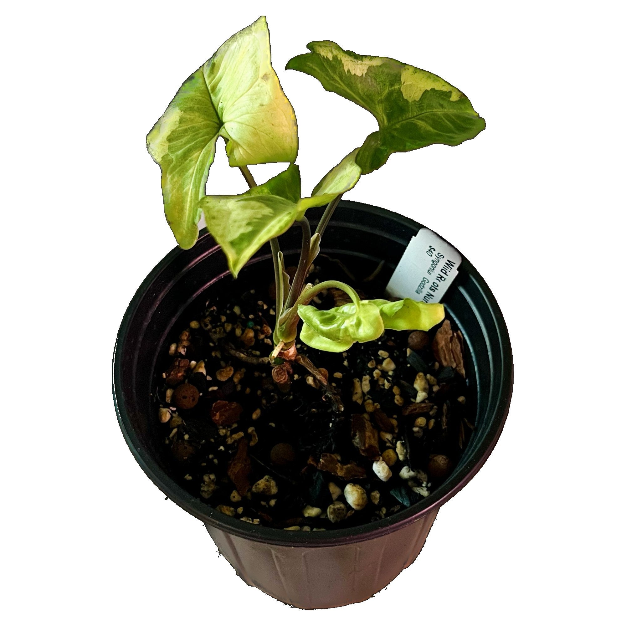 Syngonium Godzilla in 1/2 Gallon pot