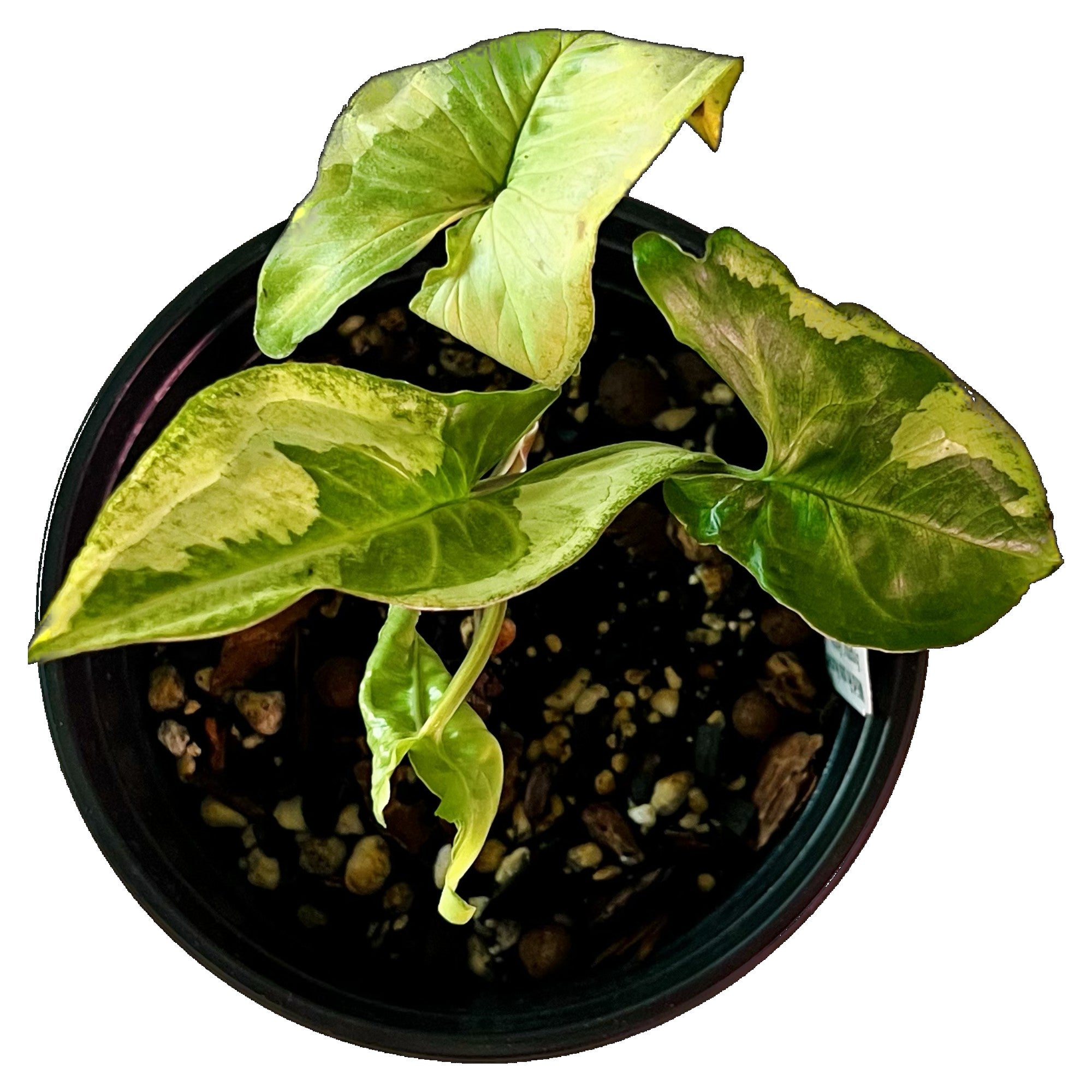 Syngonium Godzilla in 1/2 Gallon pot