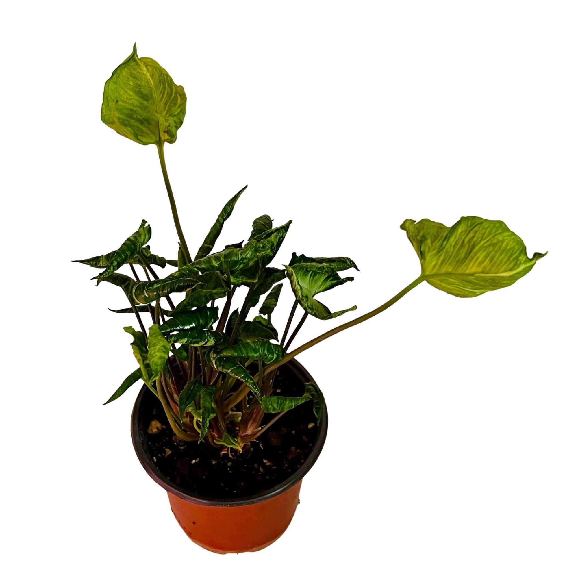 Syngonium Godzilla in 6" pot
