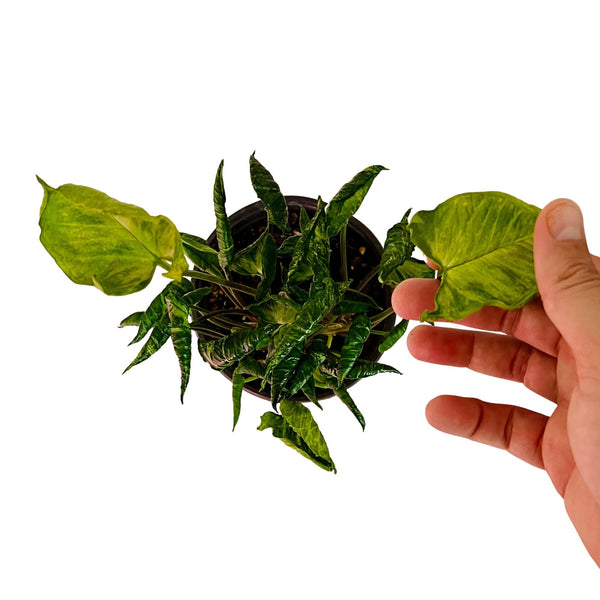 Syngonium Godzilla - Medio Syngonium Godzilla - Medio