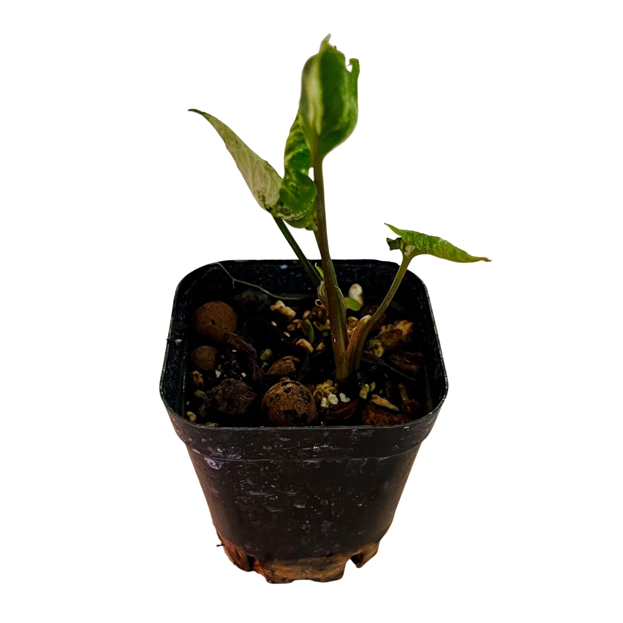 Syngonium Godzilla - Starter