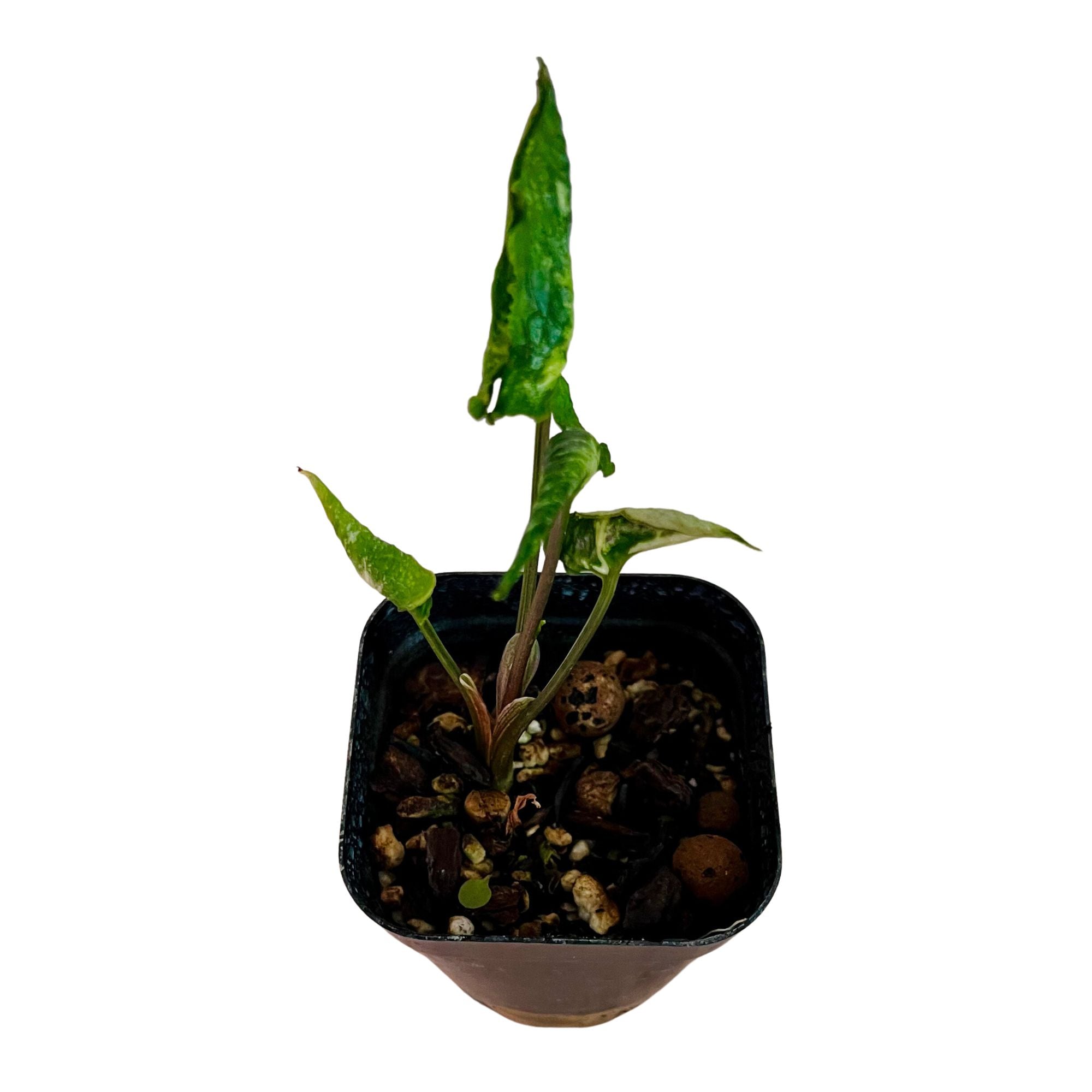 Syngonium Godzilla - Starter